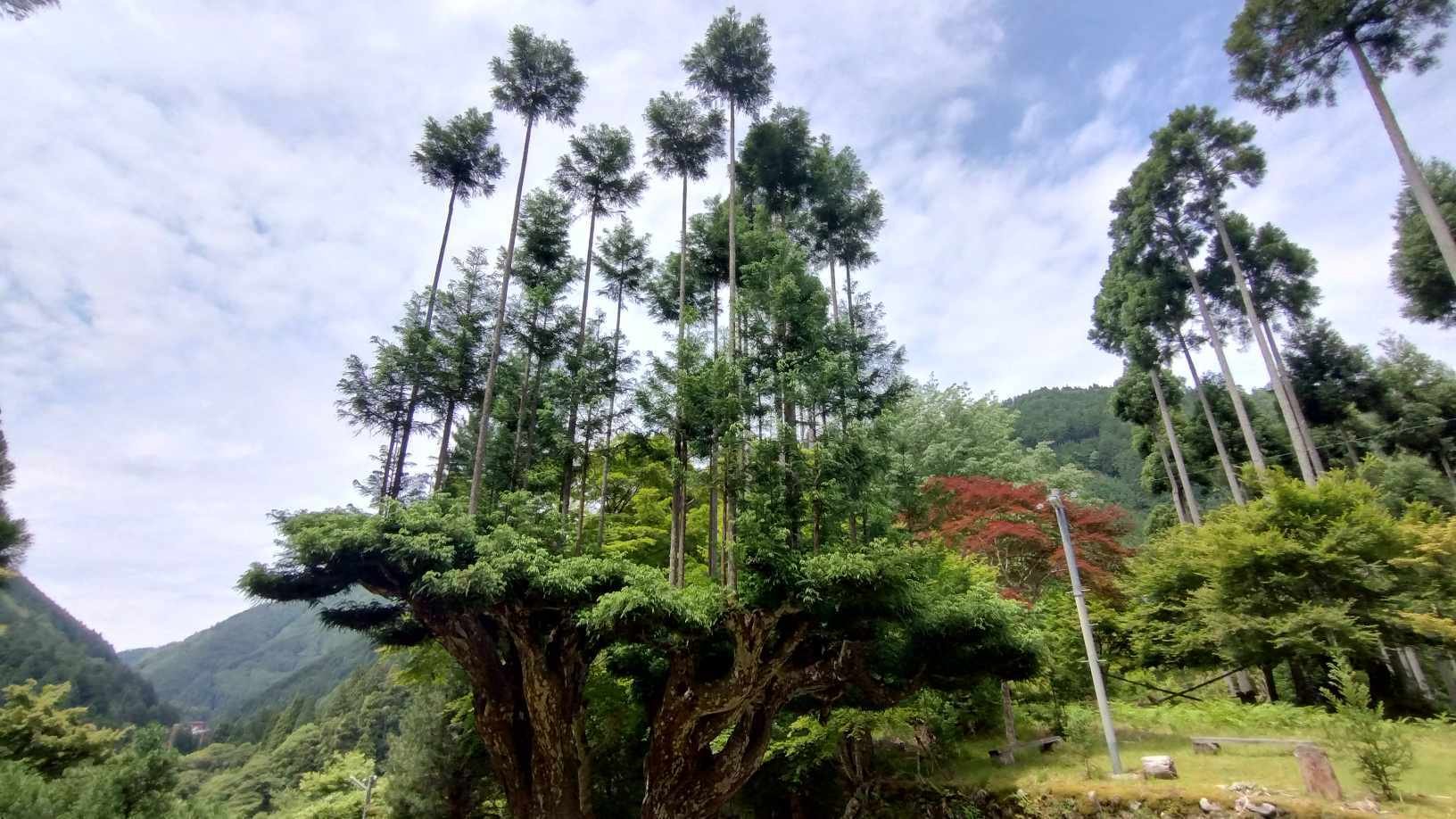 巨樹の上に樹木が生えているような北山大台杉♪｜雅京都観光