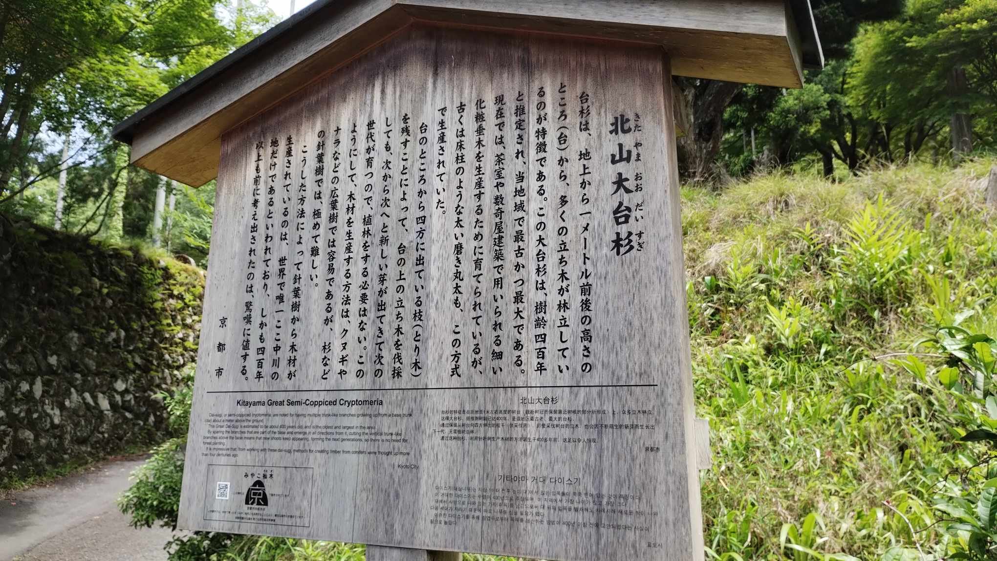 植木　北山大杉　庭木　取りに来ていただける方限定 北山大台杉 – 巨木の世界