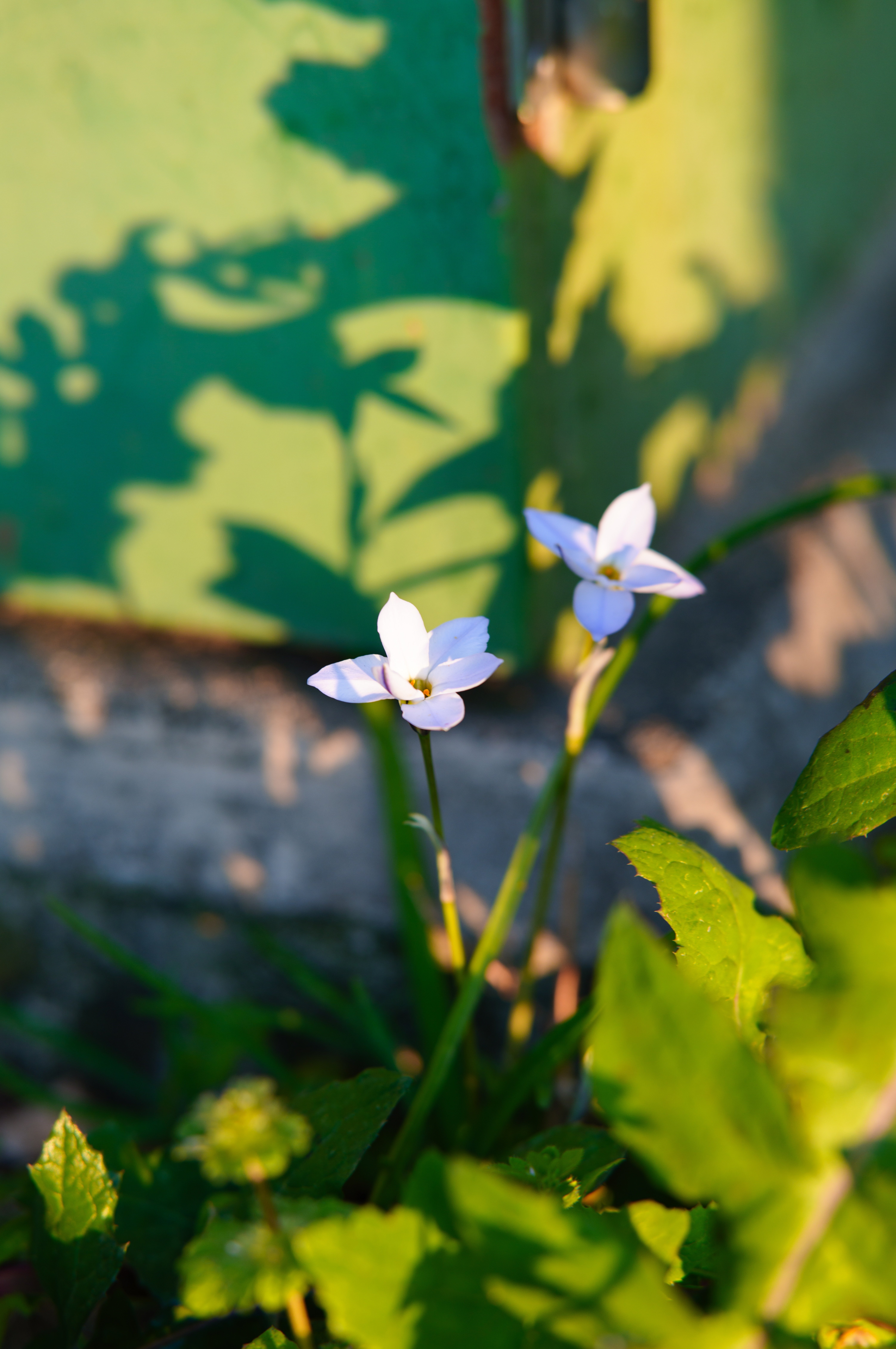 レビュー・作例】七工匠 7Artisans 85mm F1.8 AF SIGMA Lマウント｜宵