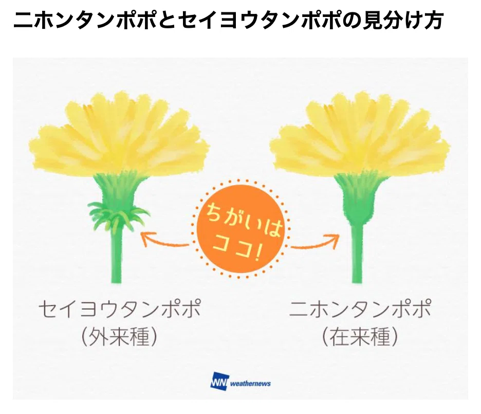 たんぽぽとつつじの分解☘️｜みかん箱🍊函館✨子ども第三の居場所🍀