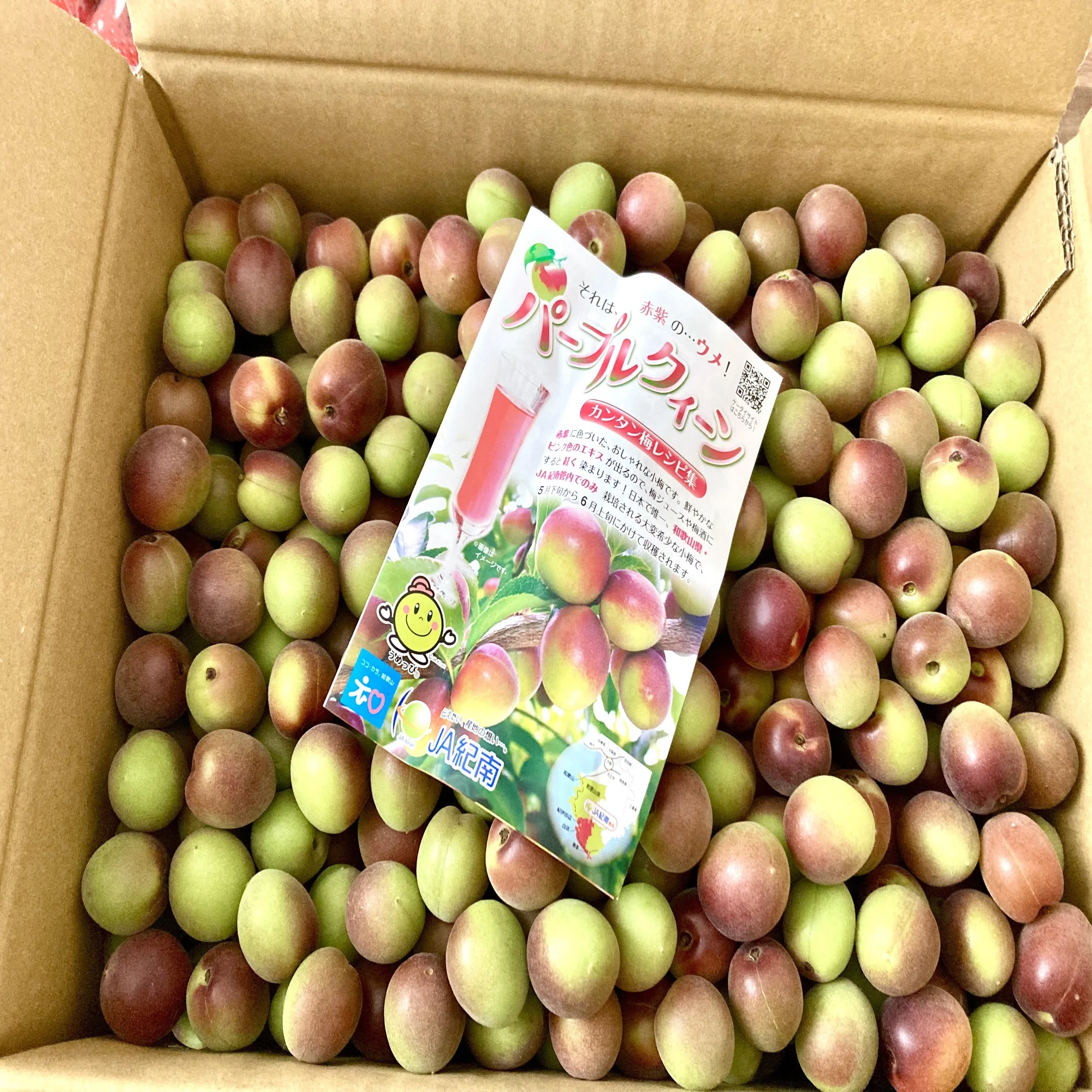 パープルクイーンで作る梅シロップ｜みみさん｜子育てと食と健康