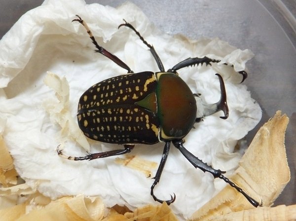 ハリスサスマタカナブンの飼育記録【2013～2015】｜AKECHI