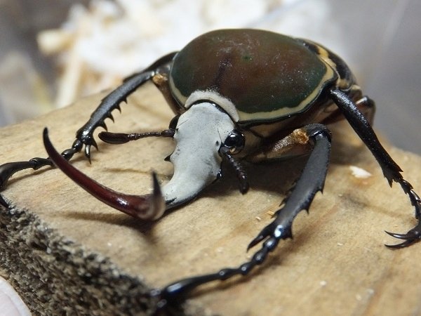 ハリスサスマタカナブンの飼育記録【2013～2015】｜AKECHI