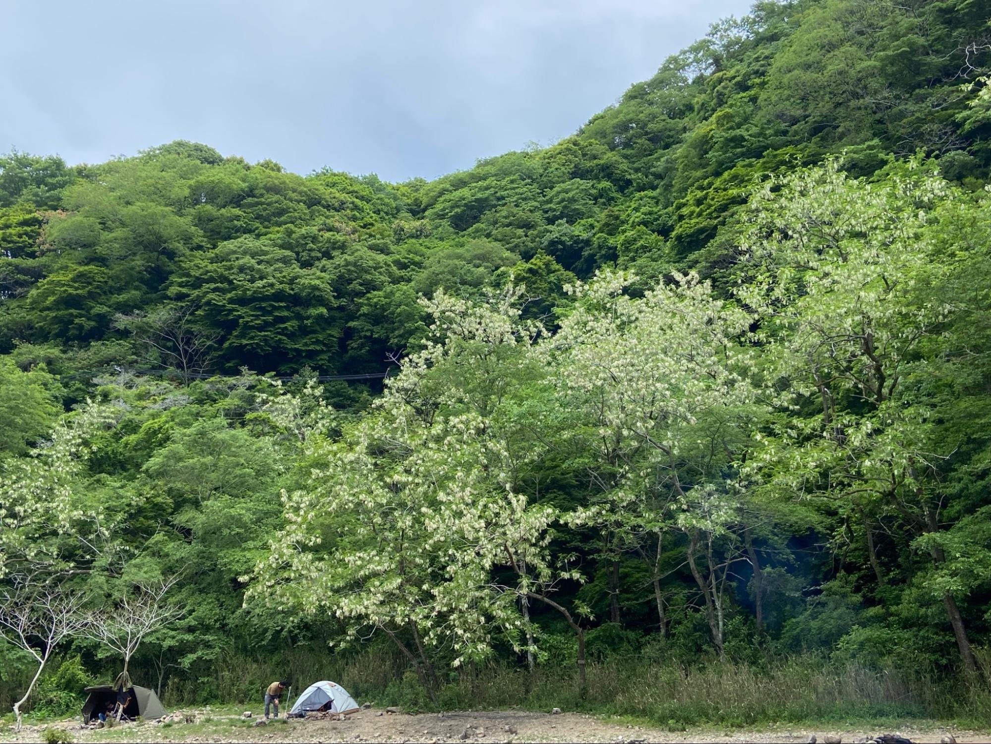山に張り付く白いシミの正体は、人類が史上最も多く植栽した樹だった