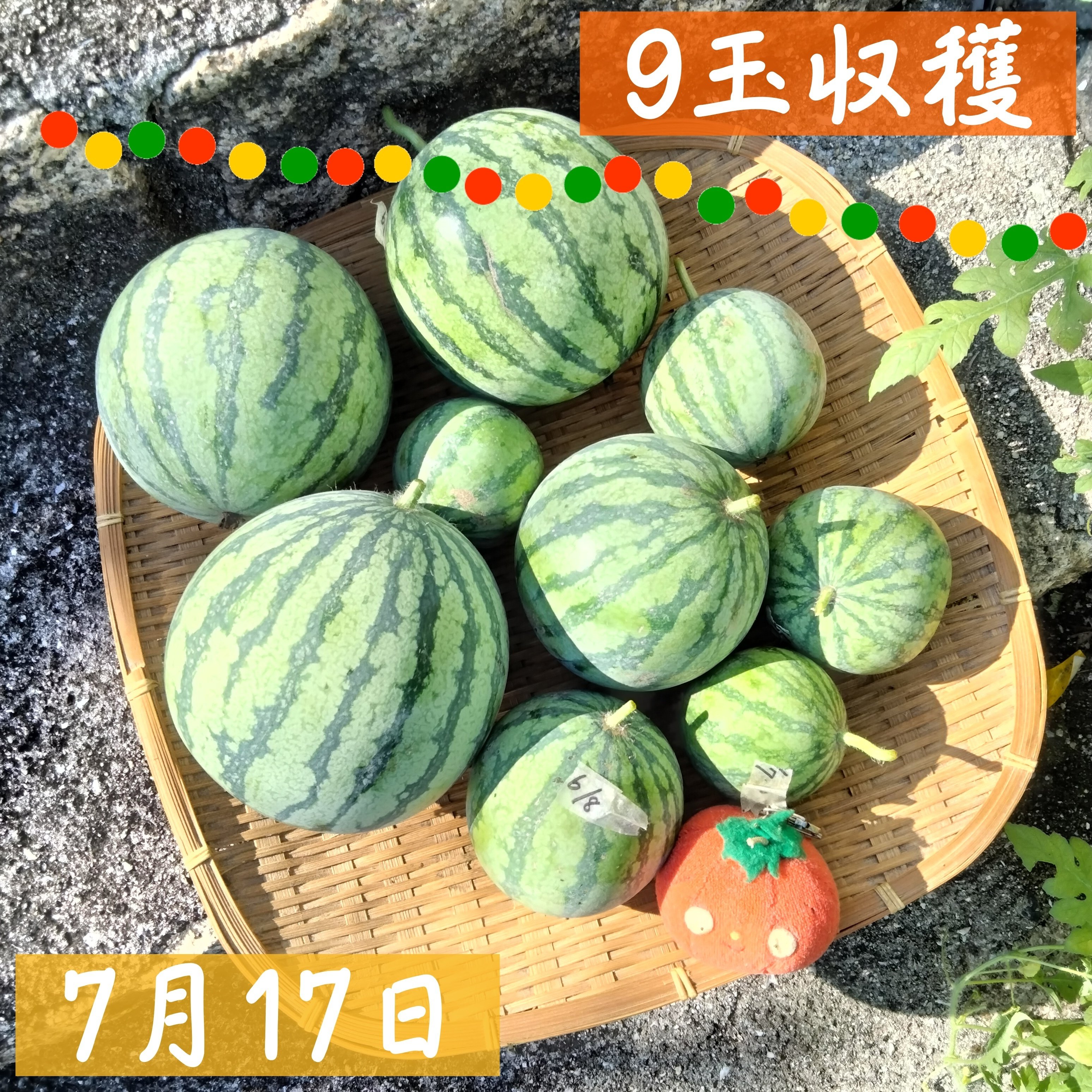 スイカサマーページ 🍉甘小丸スイカを1株から43玉収穫！ホームハイポニカSarah＋