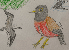 三宅島の野鳥たち｜鳥好き小学生みーちゃん