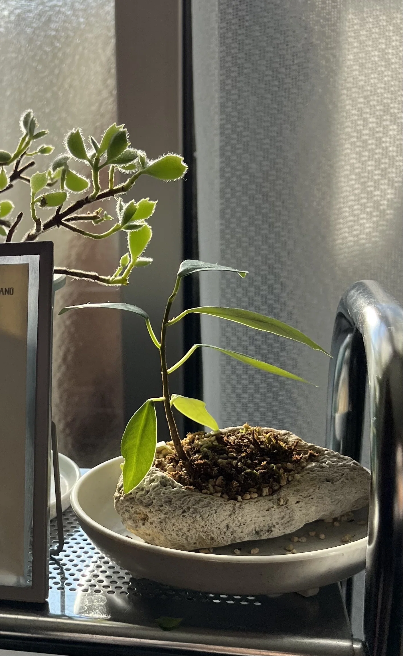 ガジュマル／挿し木】1年での変化｜シオ＠西向き部屋で植物と共存したい