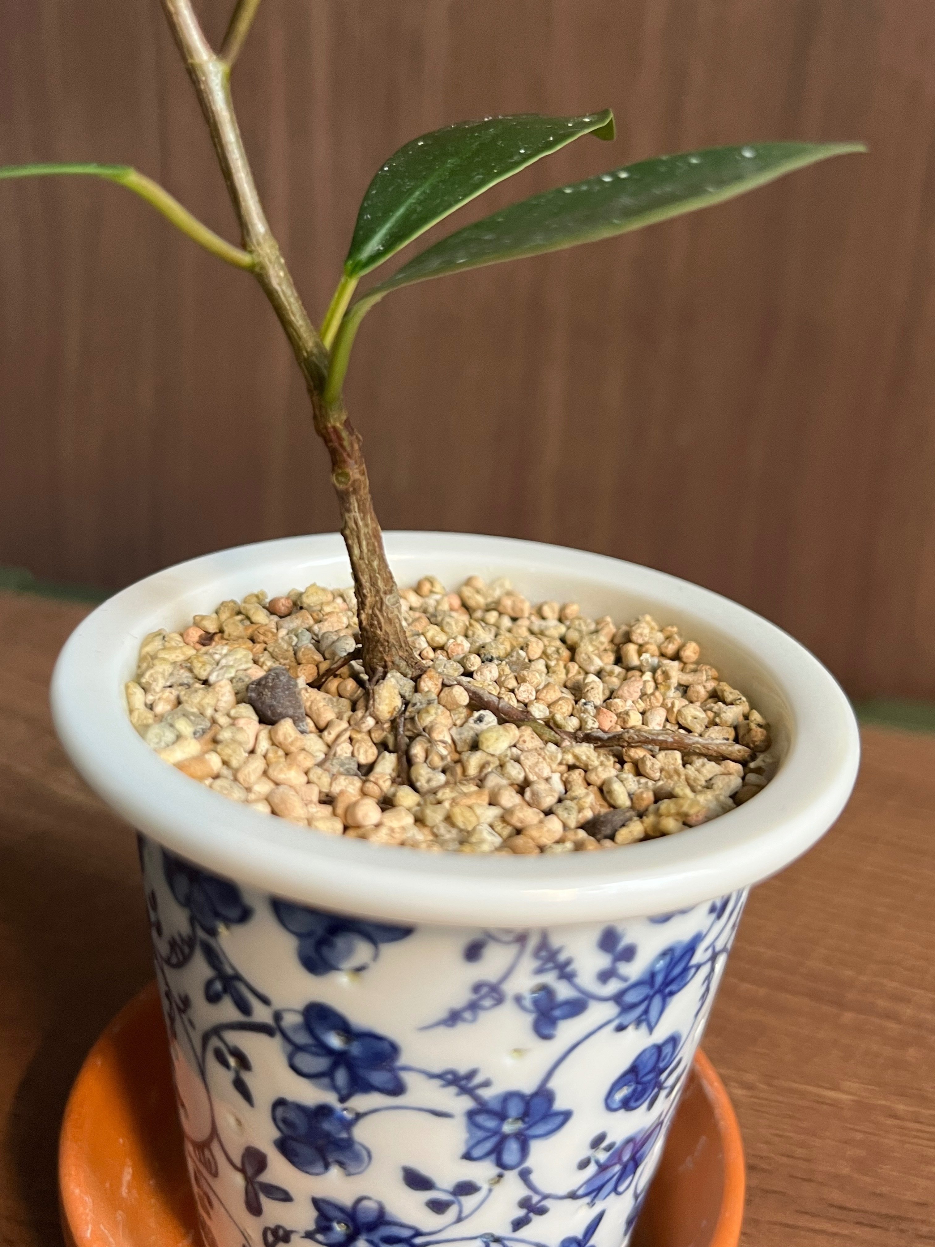 ガジュマル／挿し木】1年での変化｜シオ＠西向き部屋で植物と共存したい