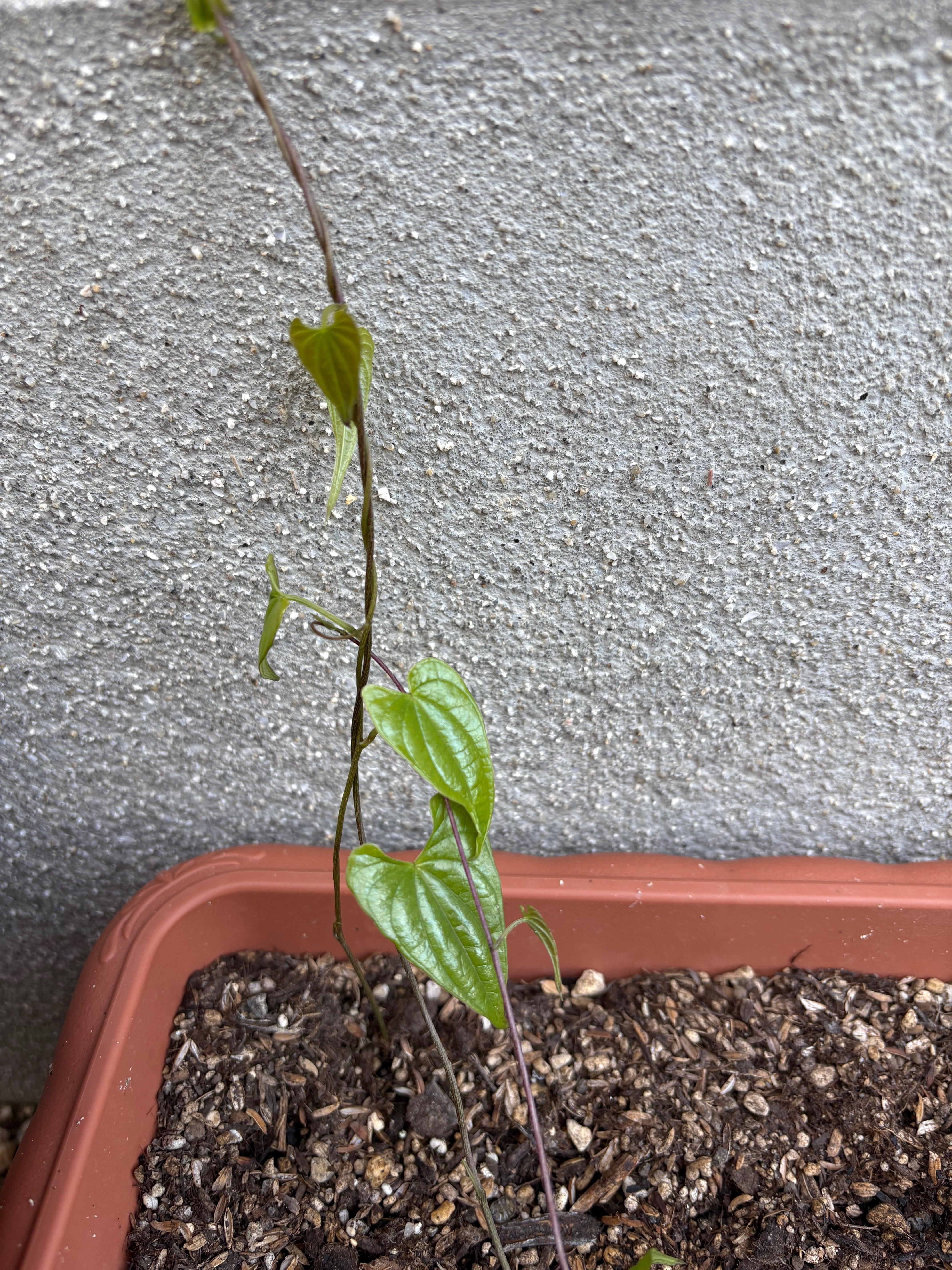 ハート💚の葉っぱ｜ぎょろ