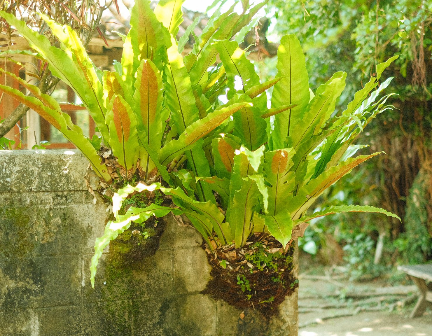 オオタニワタリ、大谷渡り オオタニワタリ