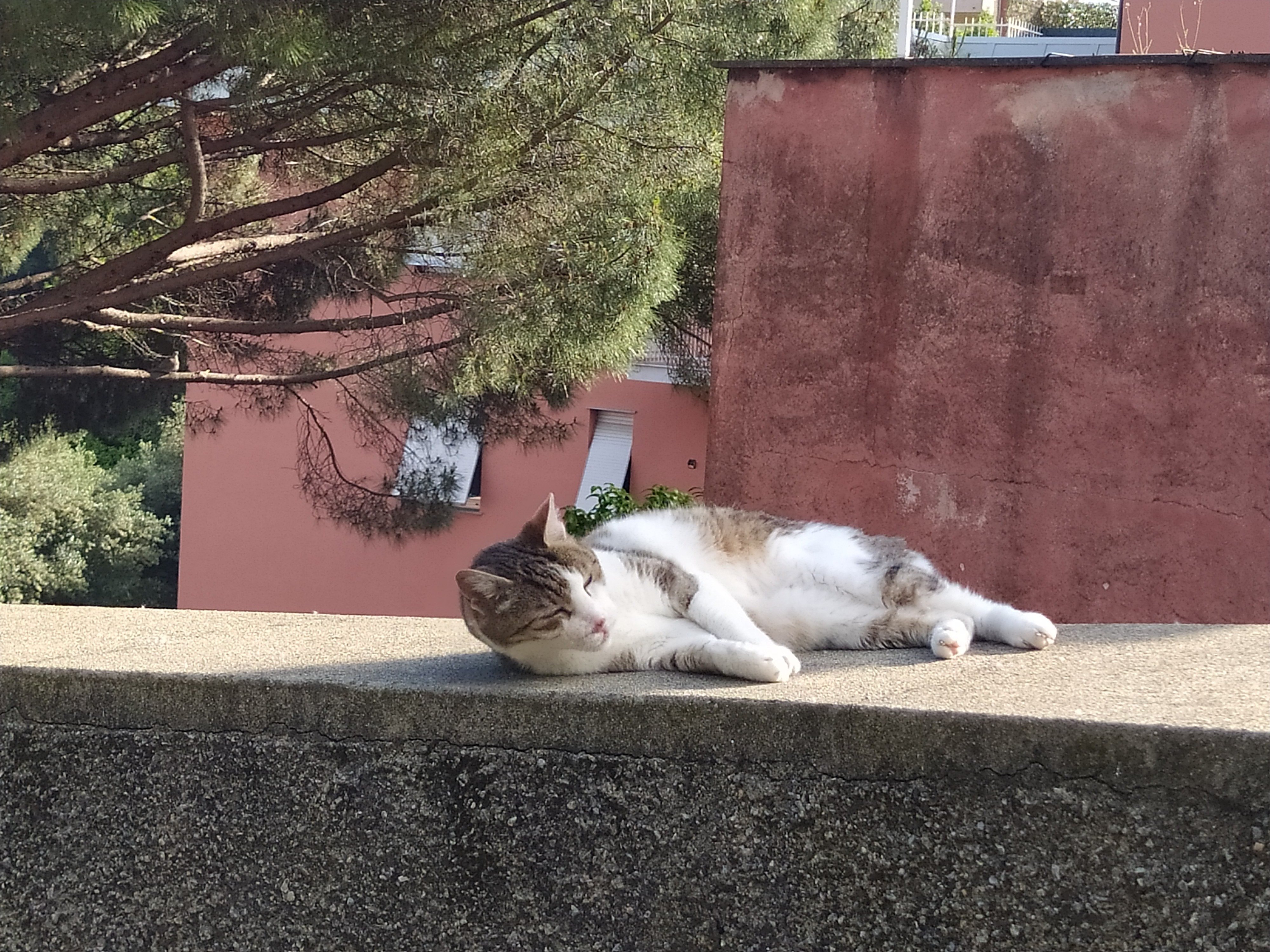 岩盤浴をする猫様 岩盤浴をする猫様 岩盤浴をする猫様