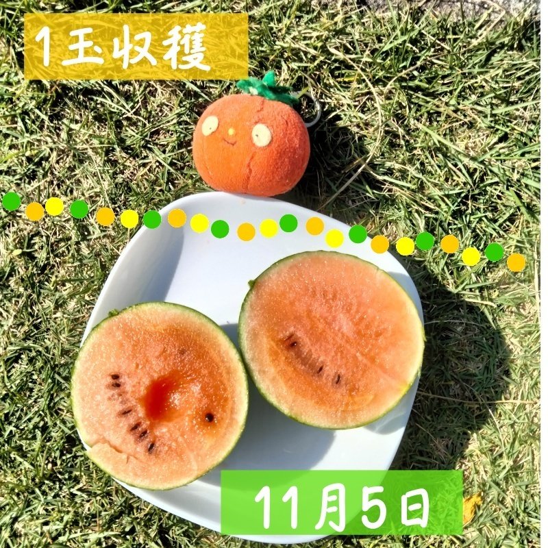 スイカ 本日中とんすけ】 7/27(日曜)!! スイカの日🍉 夏真っ只中な