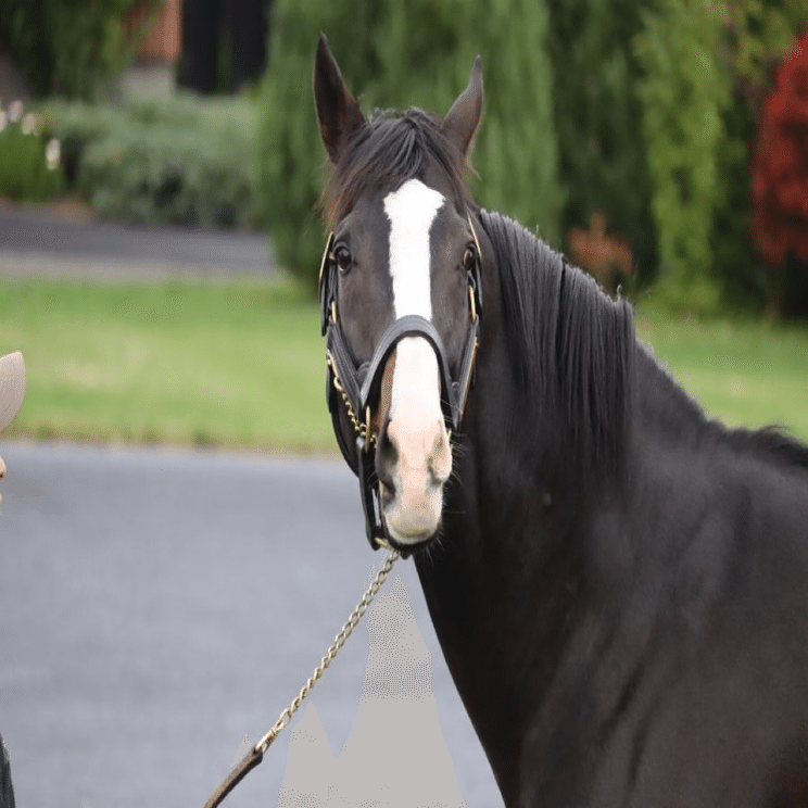 第92回日本ダービー出走馬紹介｜のぞみ