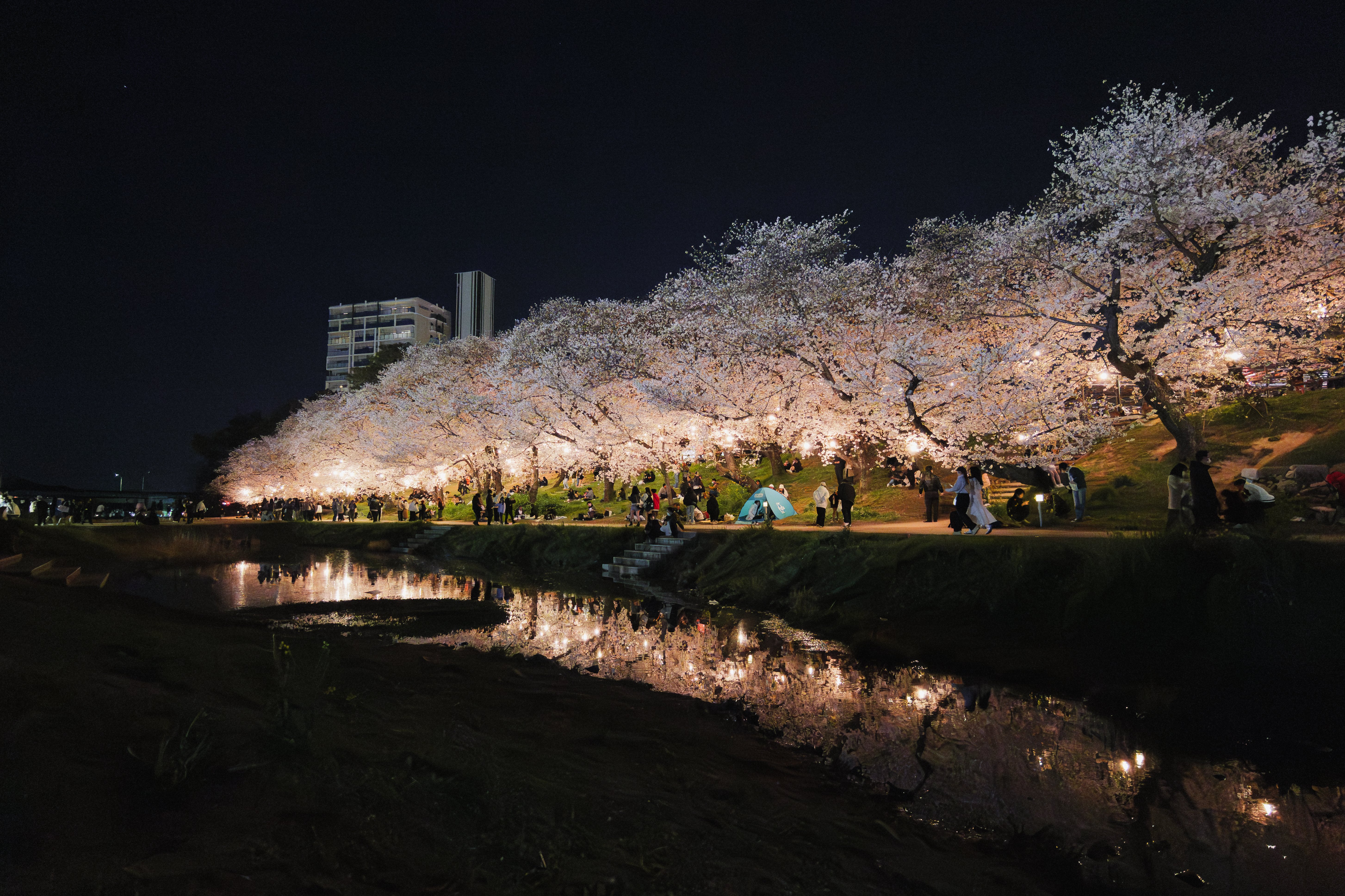 桜夜 LUMIX S9で夜桜を撮った話｜イノウエノリユキ