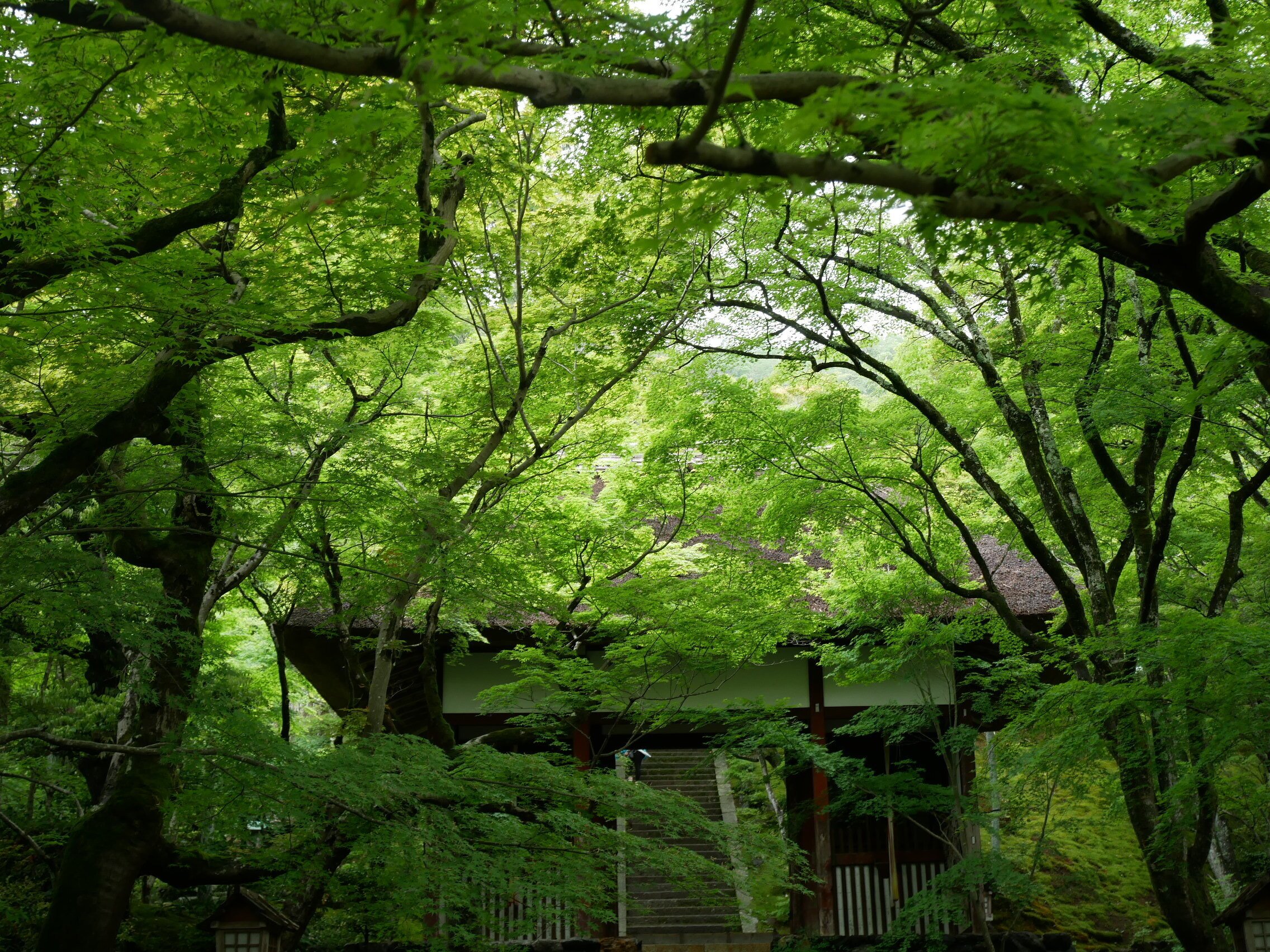 583 雨の京都・青もみじの美しい常寂光寺を登る｜ミヤコカエデ（Miyako