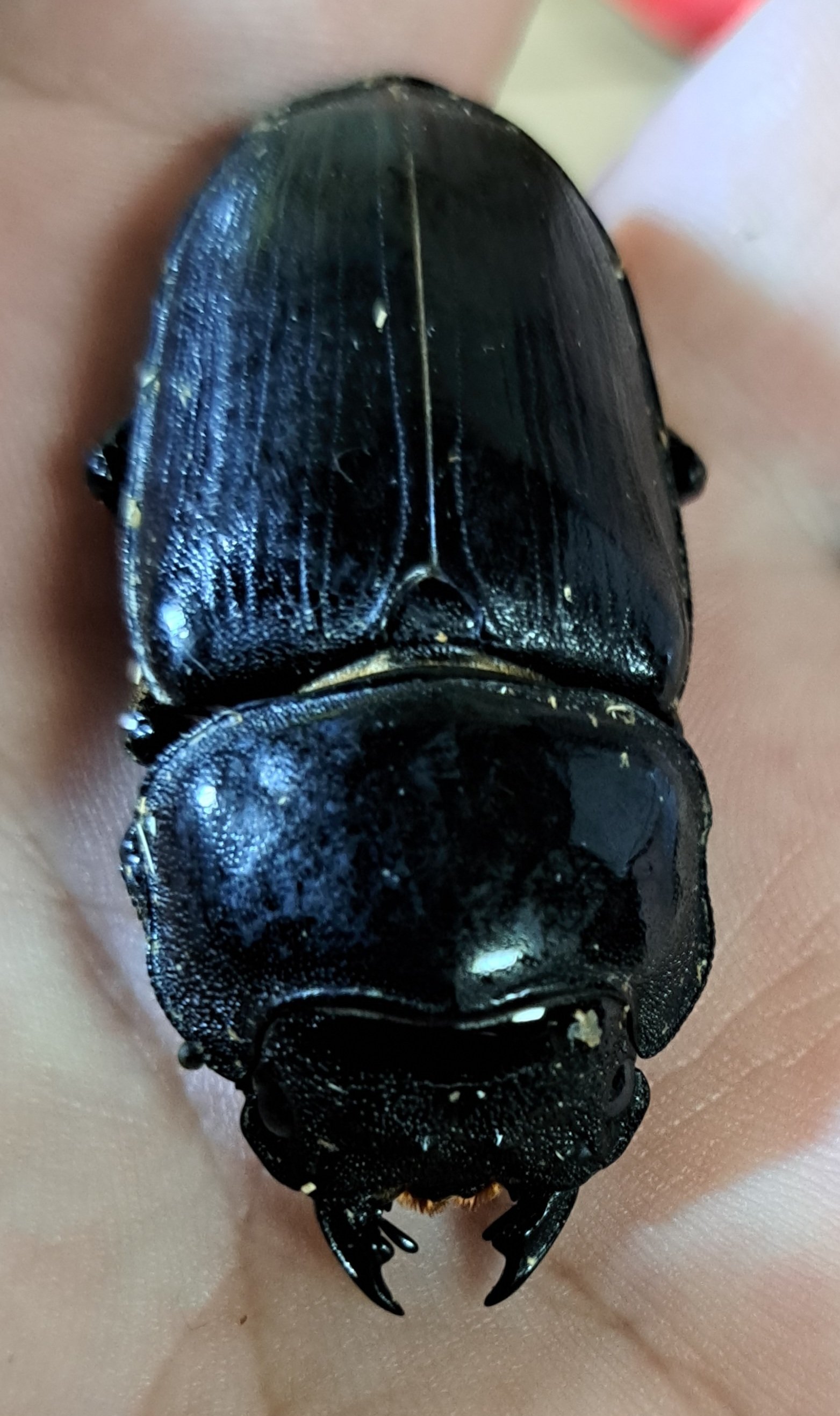 出ました！川西産オオクワガタ81UP！ やったー！O(≧∇≦)O イエイ