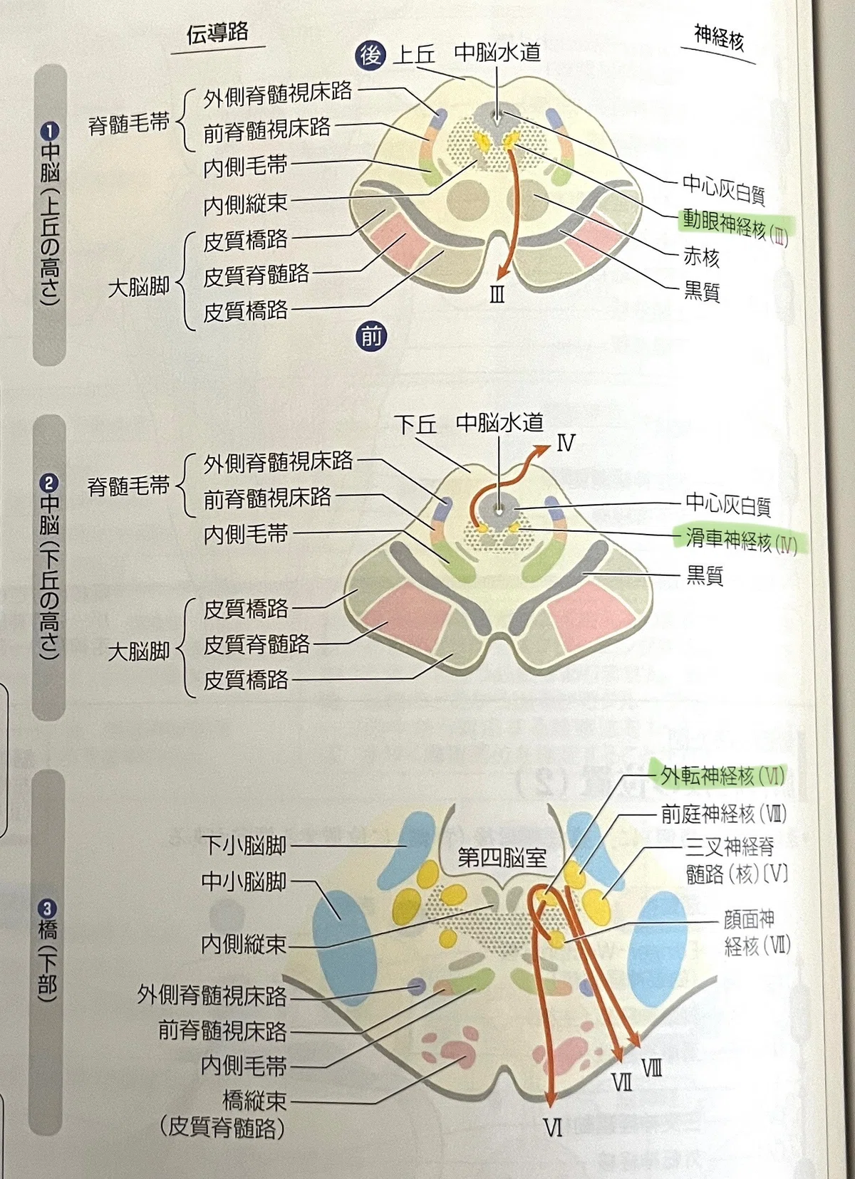脳振盪への理解を深める必須知識:頭頸部の解剖学⑤<眼を動かす神経と神経核>|コンカッション|スポーツ関連脳振盪の勉強部屋