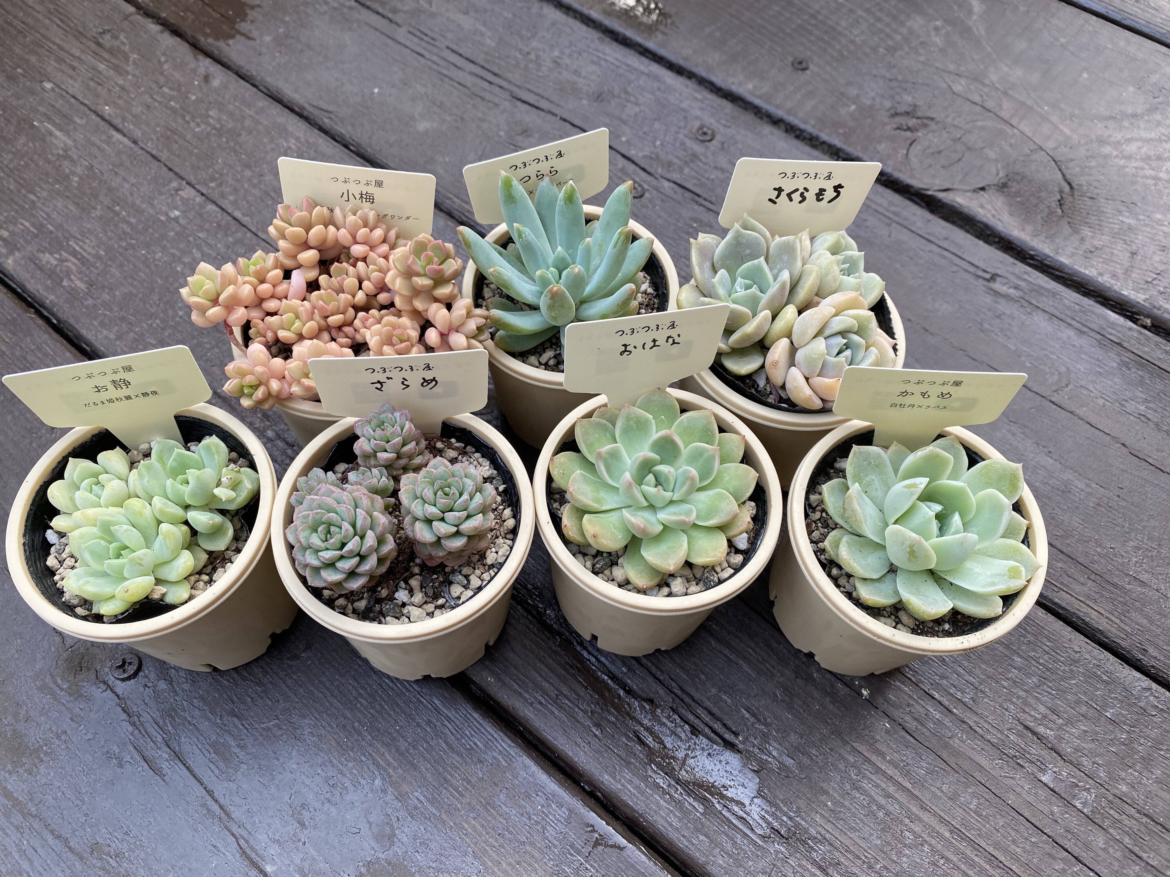 多肉植物　ポットごと　つぶつぶ　おもち つぶつぶ屋さんのつぶー 抽選販売 | つべるふブログ 多肉生活 2021〜