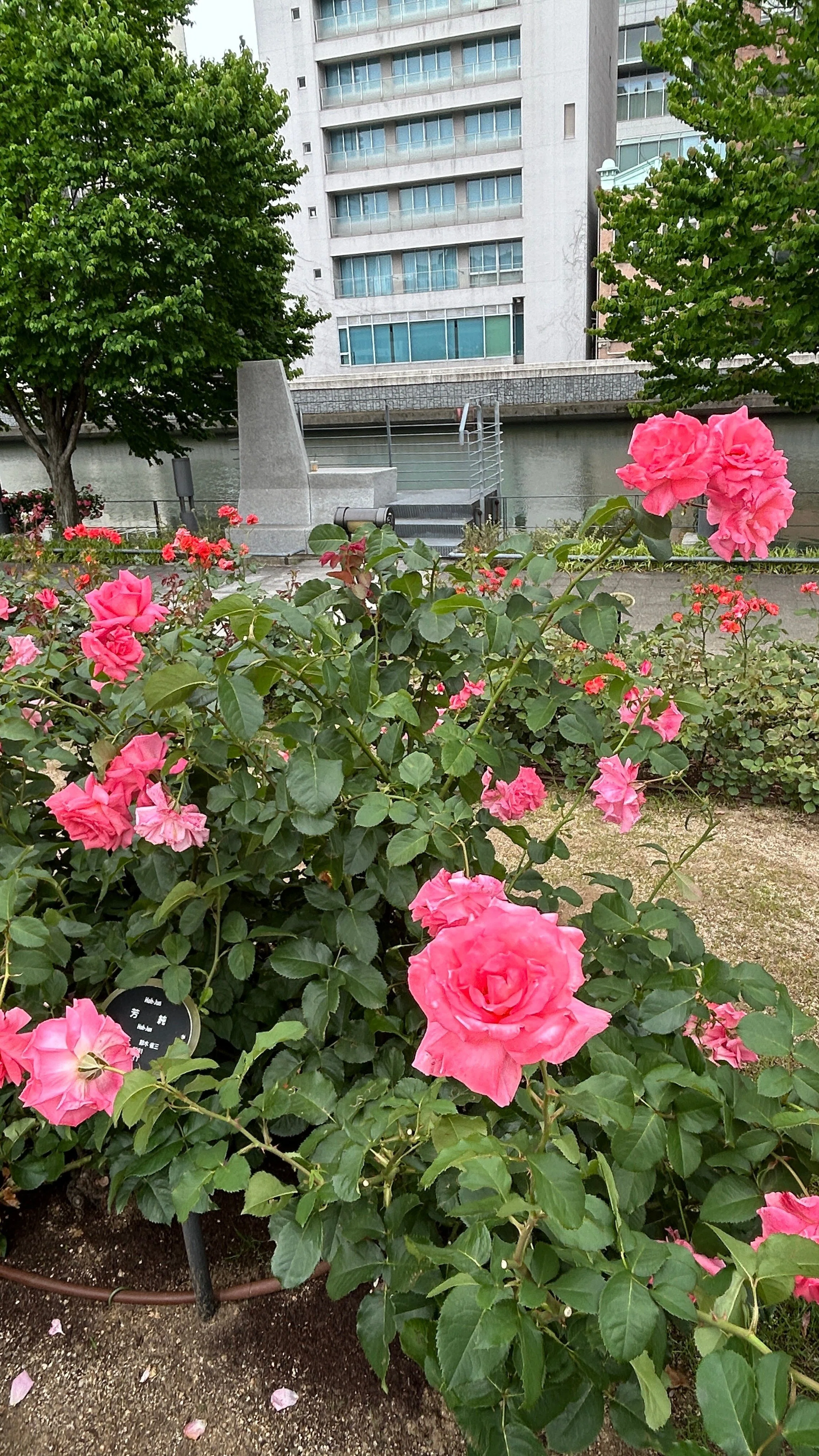学問か？ビジネスか？〜バラ園を歩きながら考えた（前編）｜ウラナイ8号室