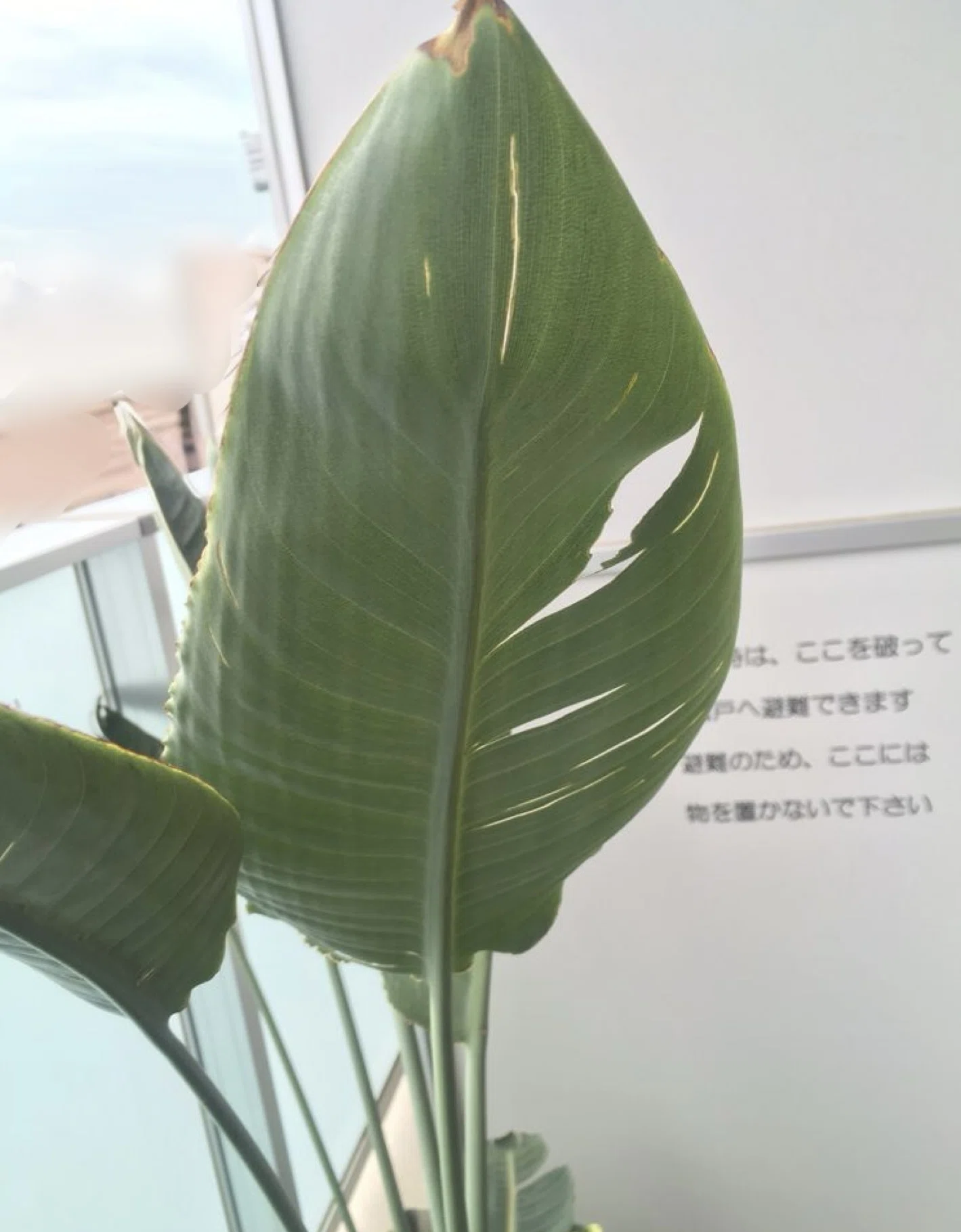 花芽付き　極楽鳥花　ストレリチア レギネ　苗　2株 ストレリチア レギネ 苗 極楽鳥花 2 - メルカリ