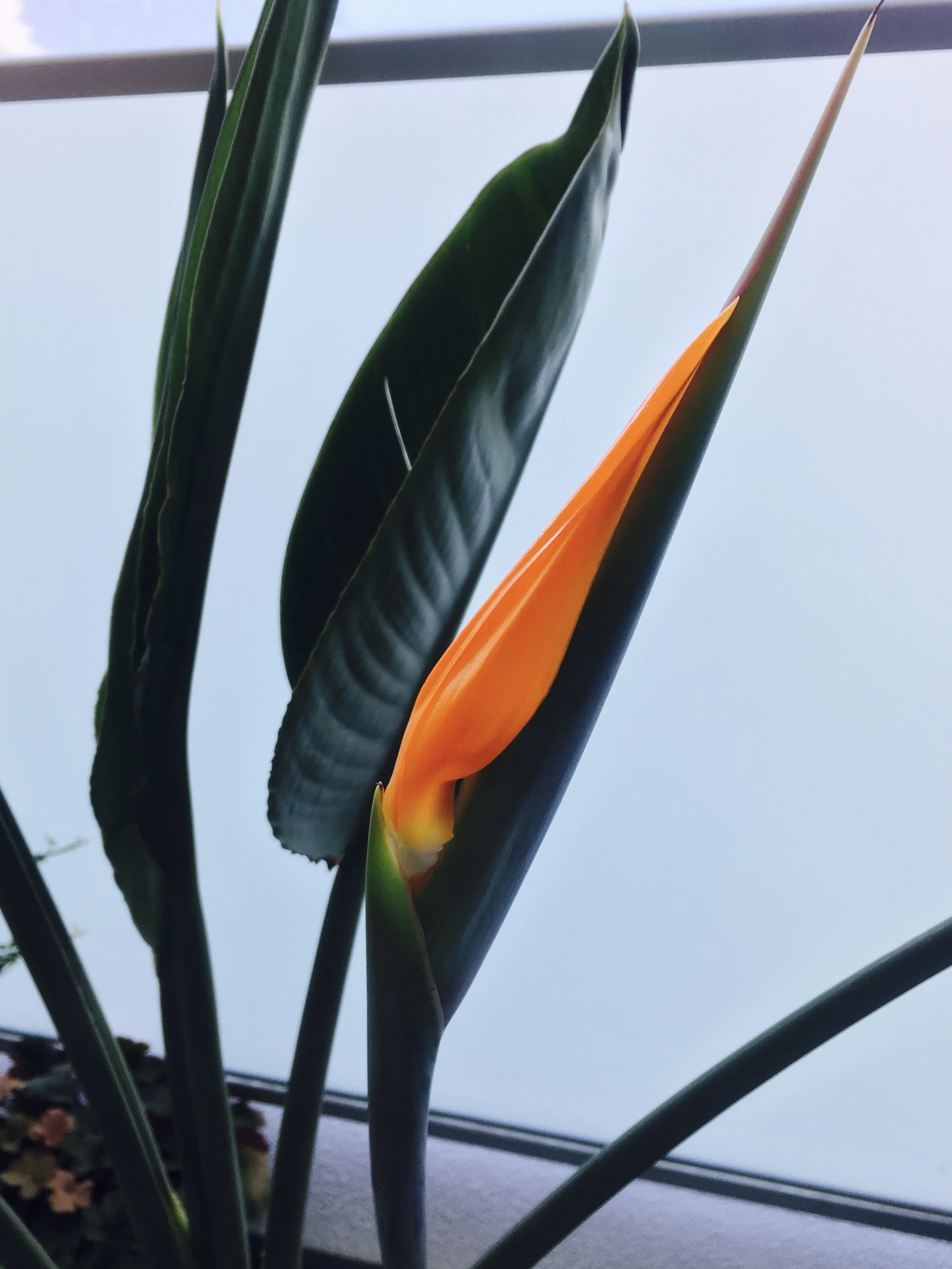 ストレリチア レギネ 〜 極楽鳥花 3｜Strelitzia