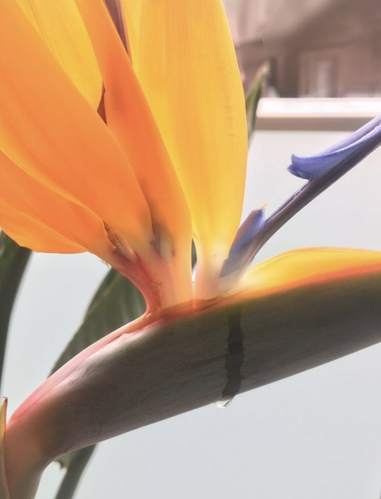 ストレリチア レギネ 〜 極楽鳥花 3｜Strelitzia
