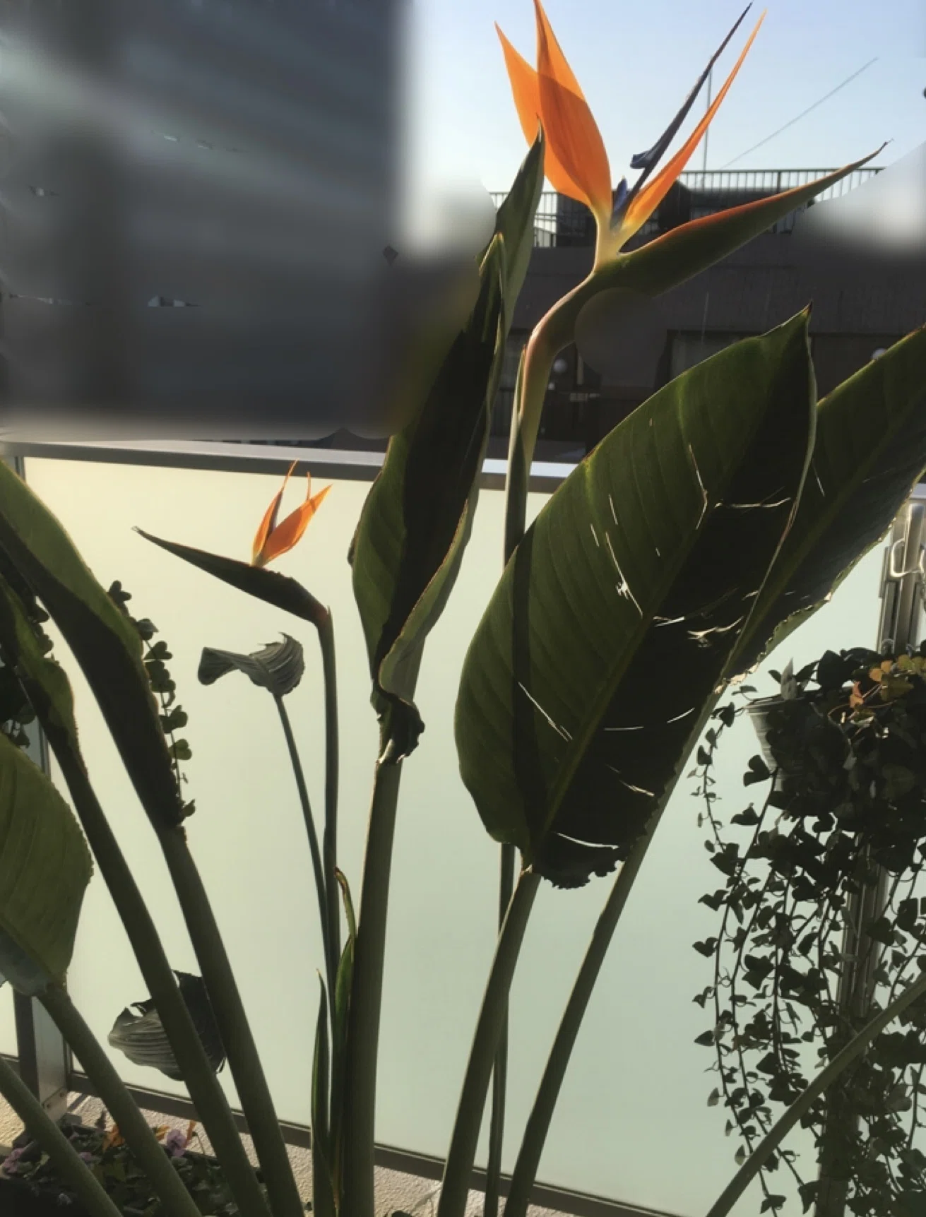 ストレリチア レギネ 〜 極楽鳥花 3｜Strelitzia