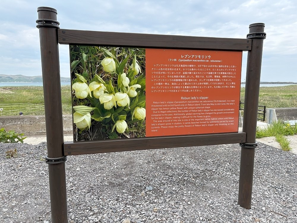 2025年5月 レブンアツモリソウ｜栗コロッケ