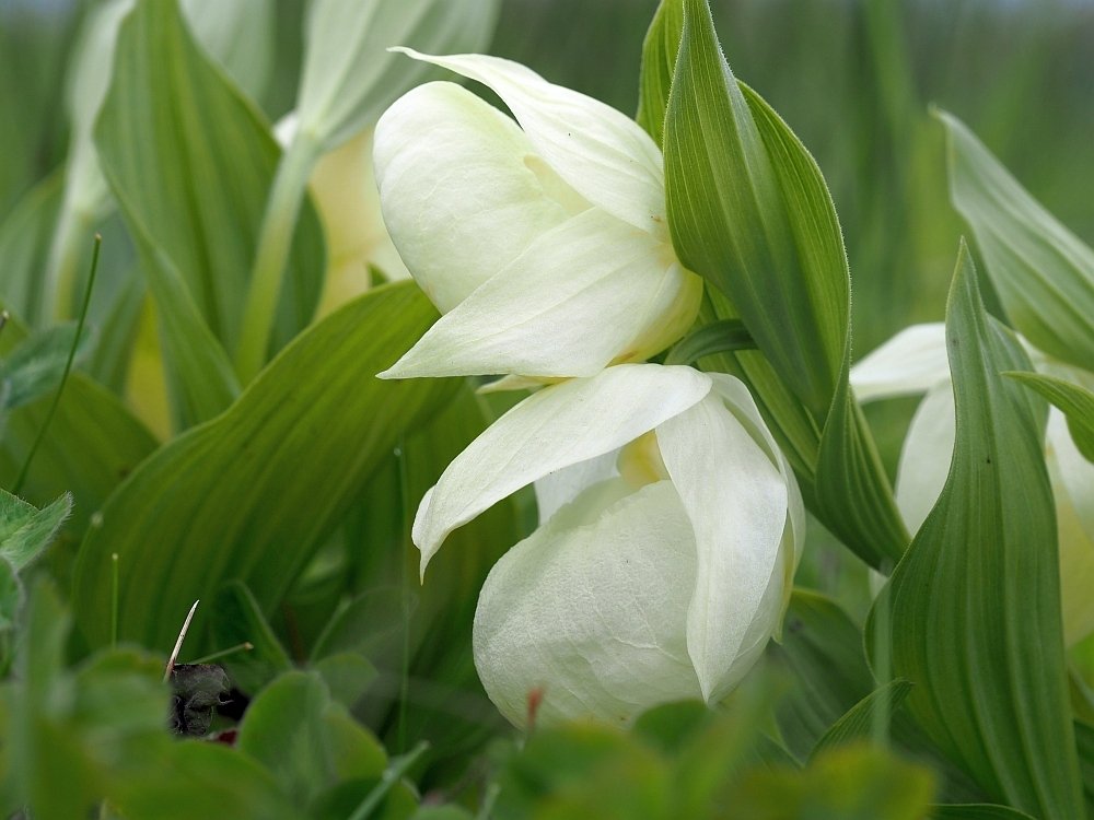 山野草 礼文アツモリソウ（C5） 山野草 礼文アツモリソウ（C5） レブンアツモリソウ群生地ガイドコース