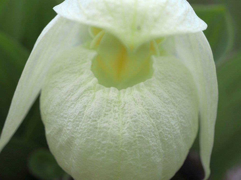 雅*谷様 山野草・アツモリソウ・礼文アツモリソウ アツモリソウ(礼文) レブンアツモリソウ-アツモリソウ・野生ラン・高山