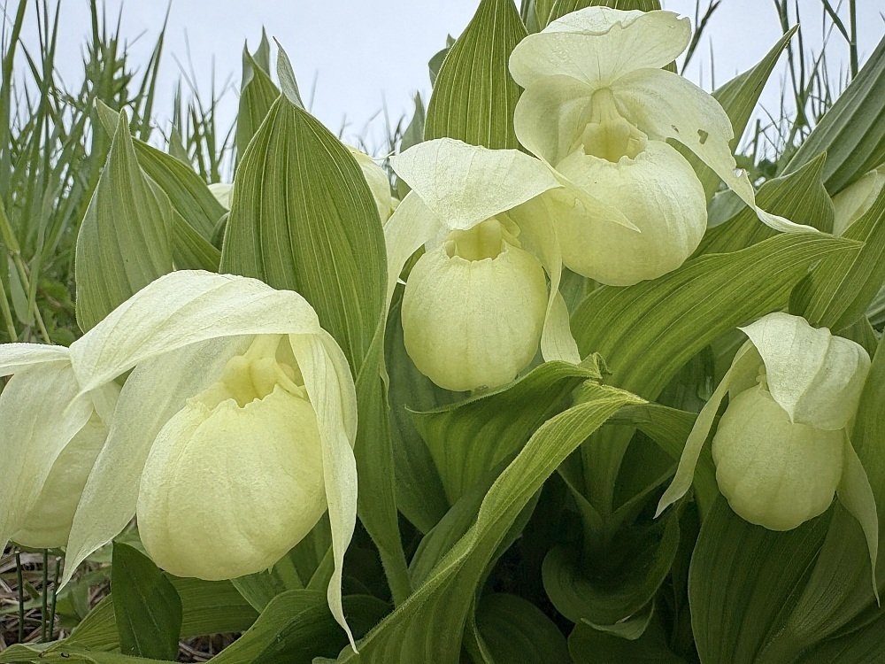 2025年5月 レブンアツモリソウ｜栗コロッケ