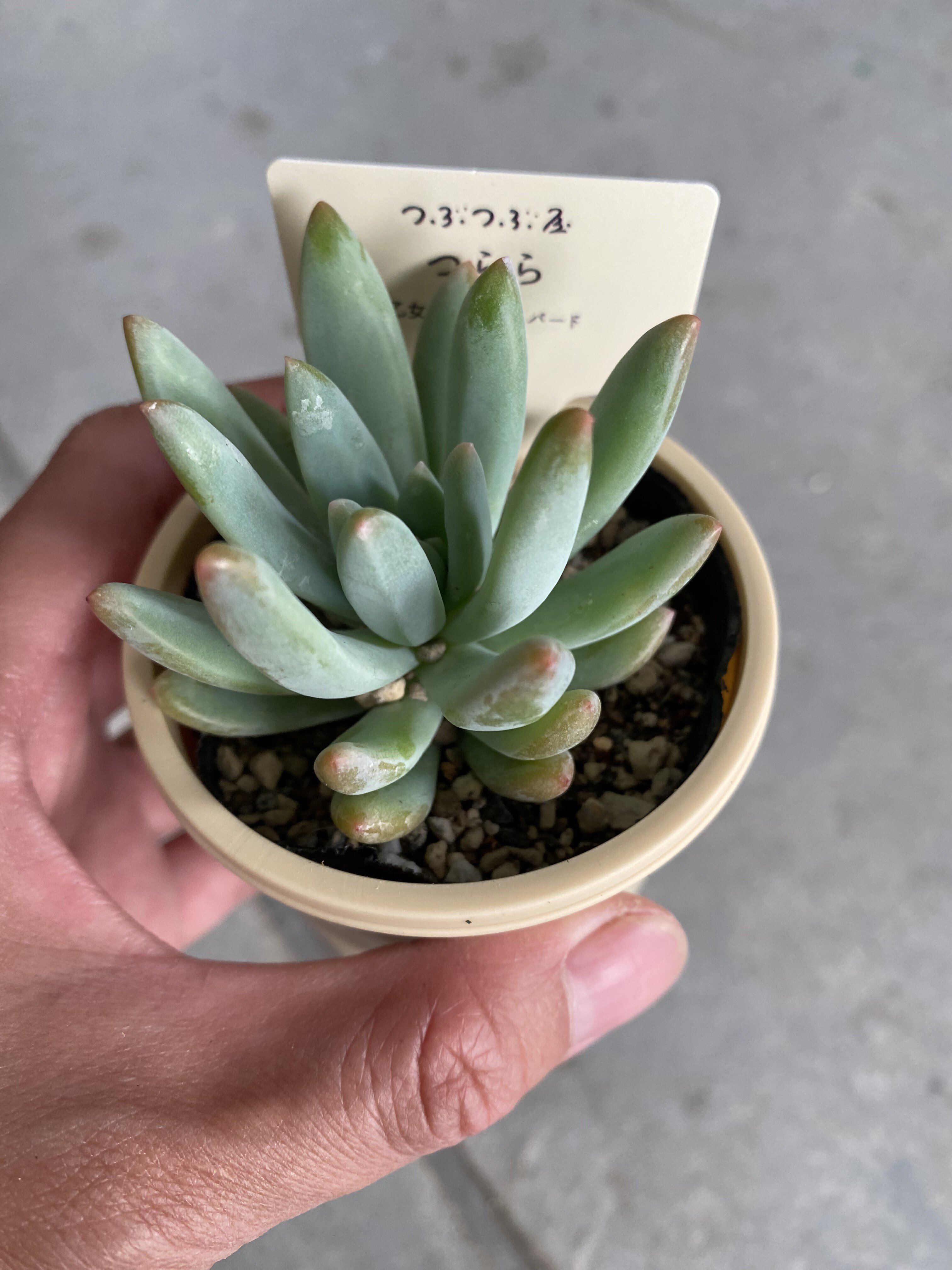 つぶつぶ屋さん｜chi