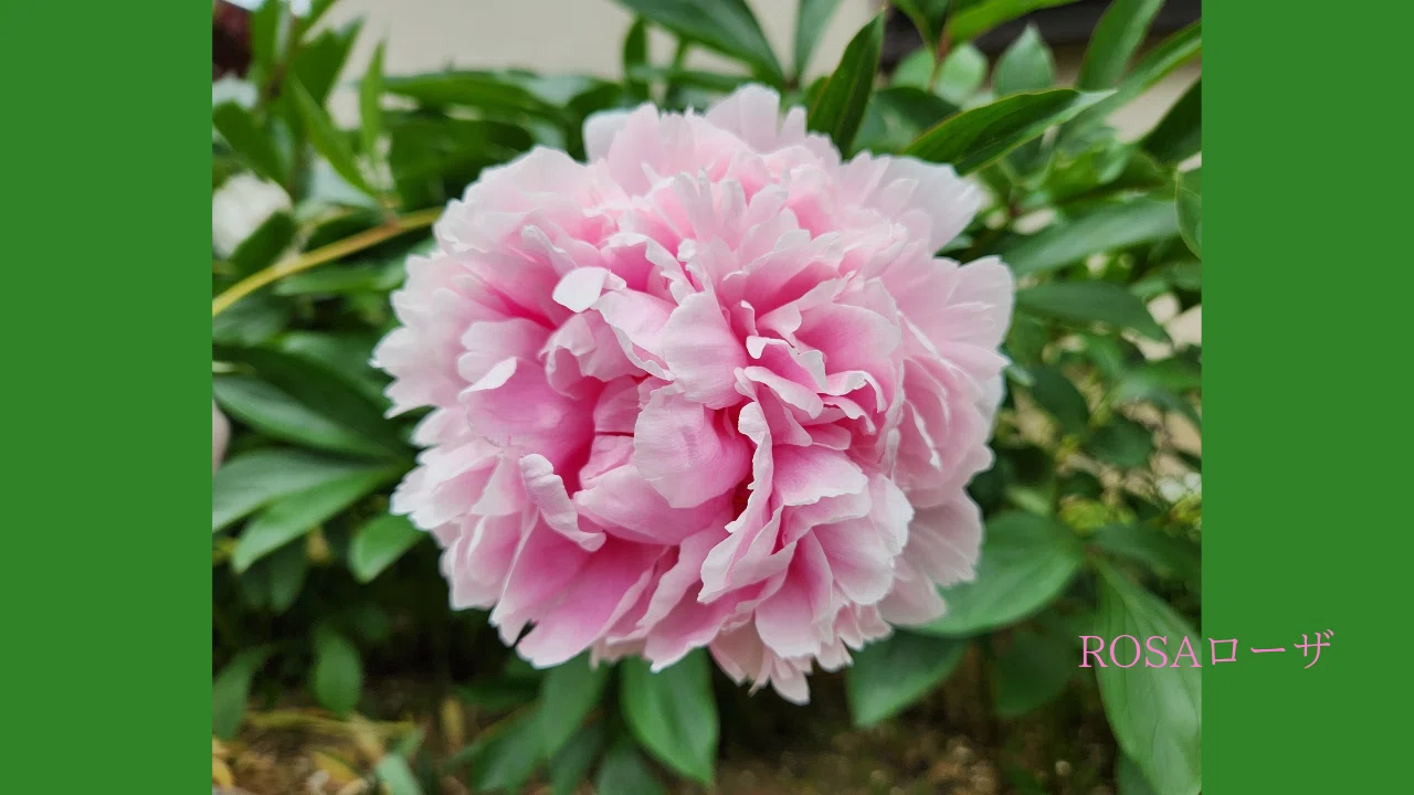 意外と知らない？牡丹と芍薬のちがい5選｜​Rosa｜しなやかに再起動中