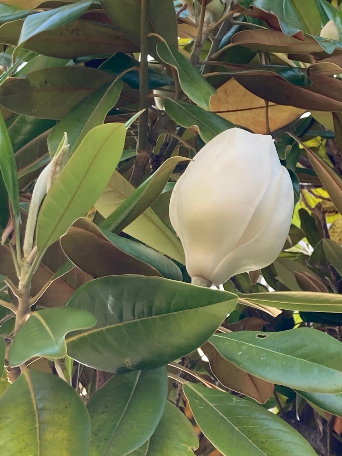 マグノリアの花｜マリクスコ