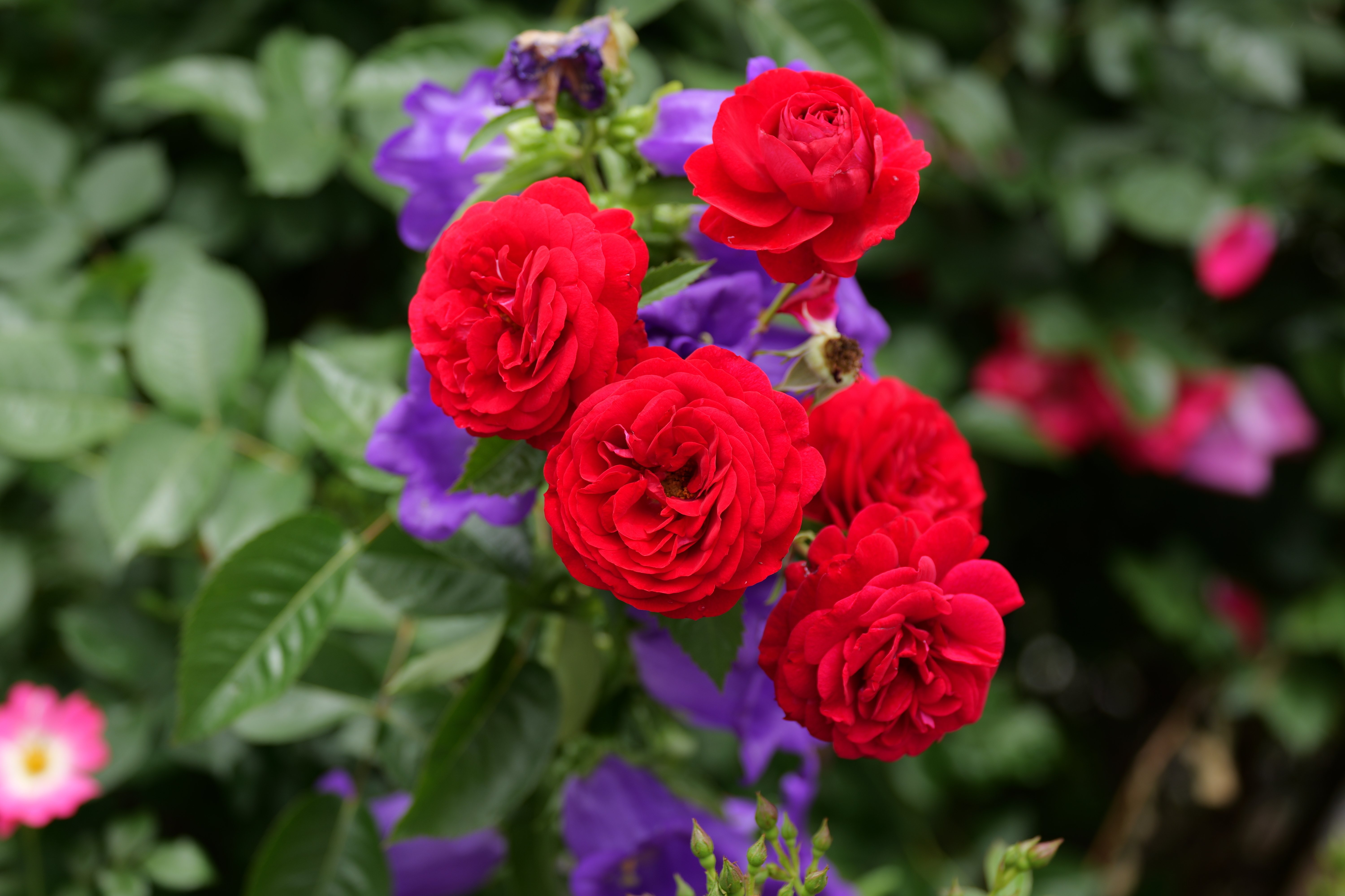 写真】第58回 福山ばら祭2025【LUMIX S9】【2025.05.18】｜はっしー