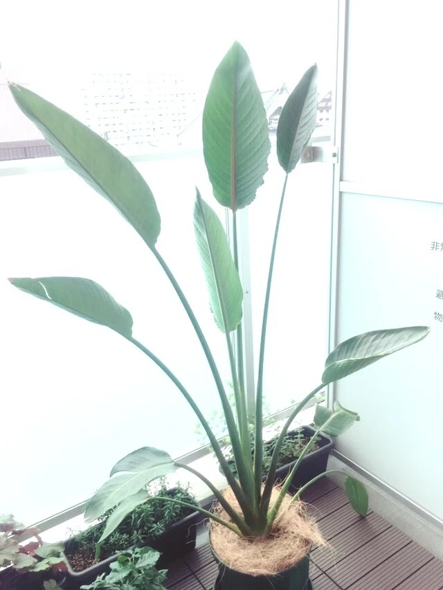 ストレリチア レギネ 〜 極楽鳥花 1｜Strelitzia