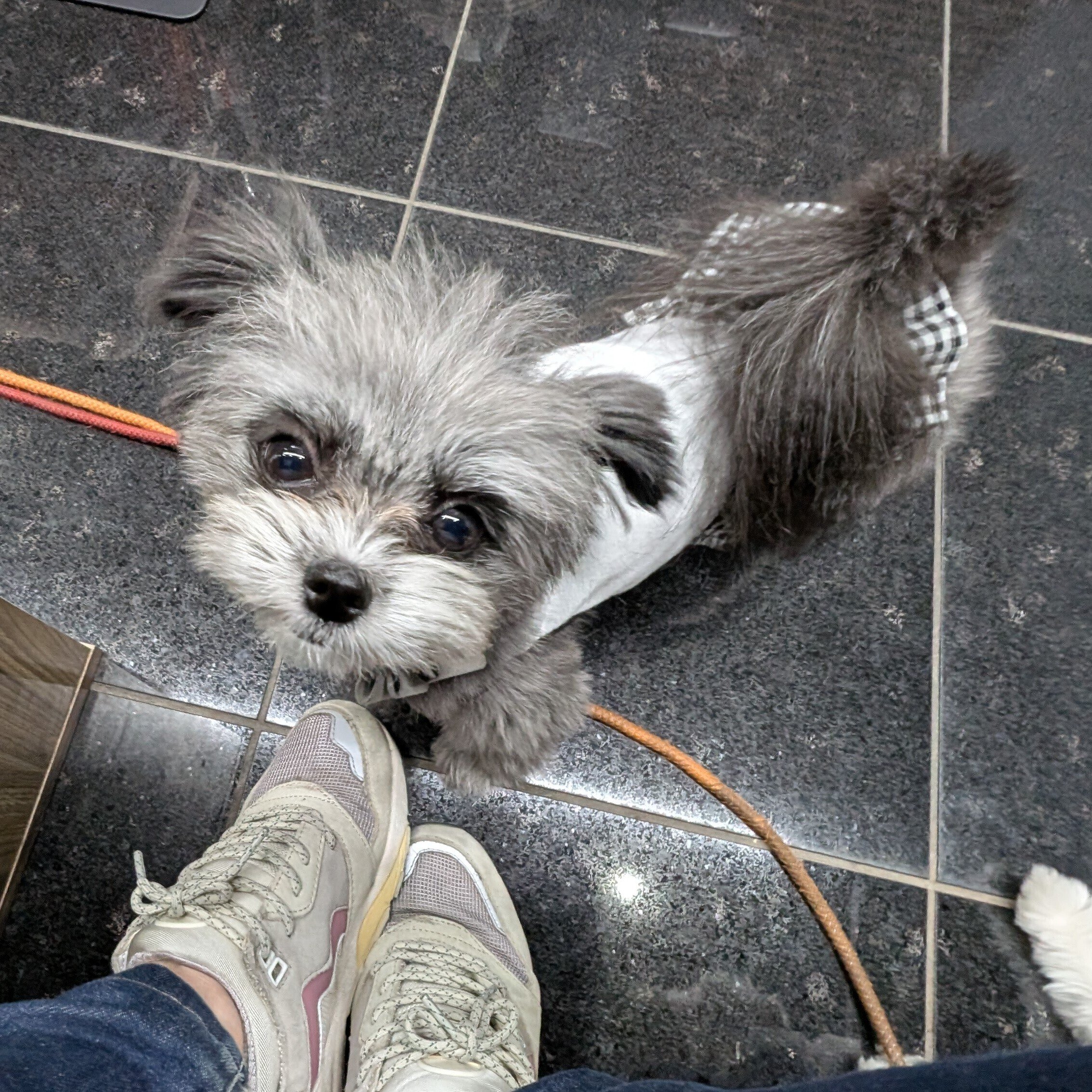 谷根千カフェ巡り（根津） | ―Whip&Jiminy's Cafe―｜もえあつ