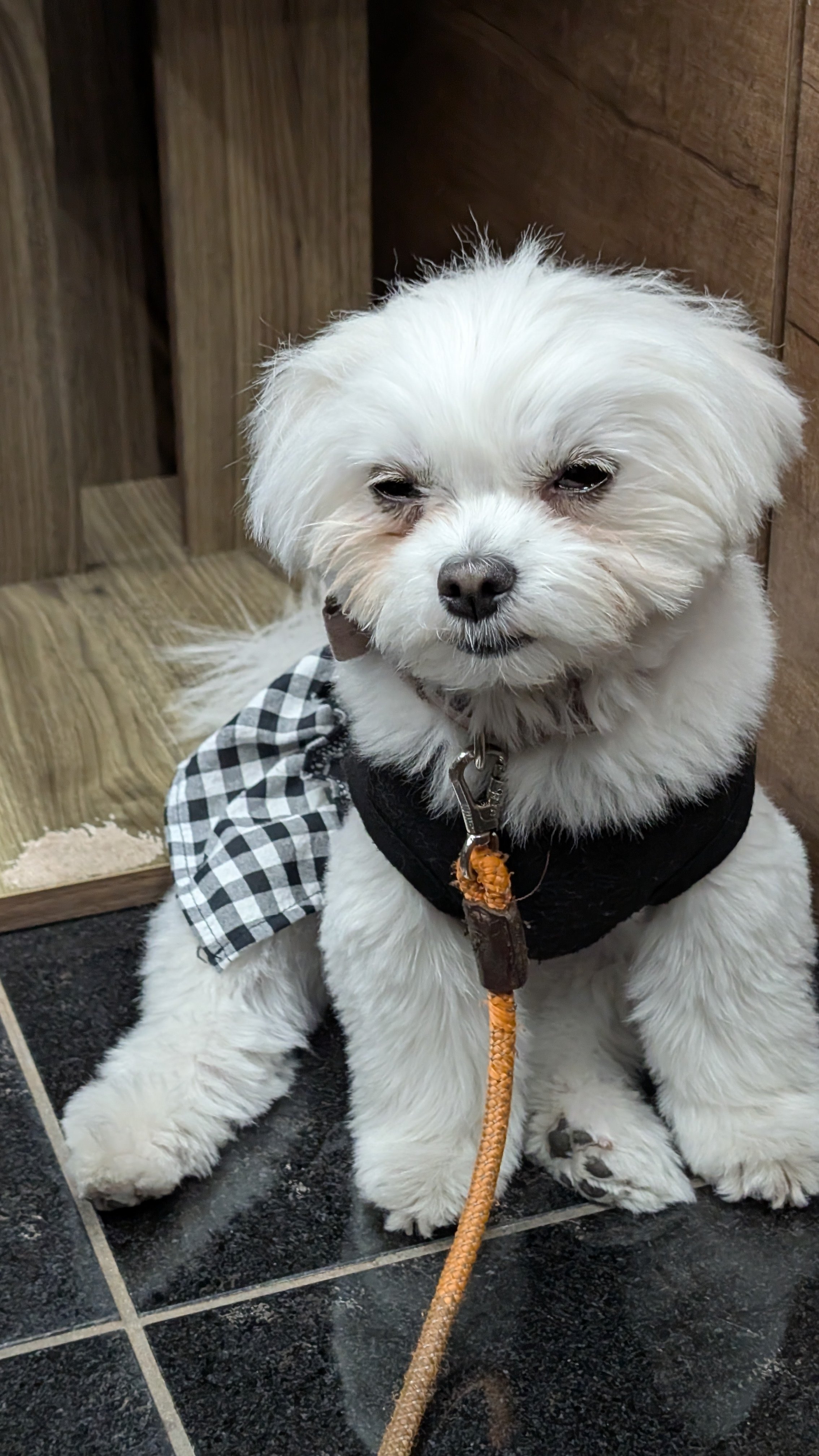 ワンコの写真 谷根千カフェ巡り（根津） | ―Whip&Jiminy's Cafe―｜もえあつ