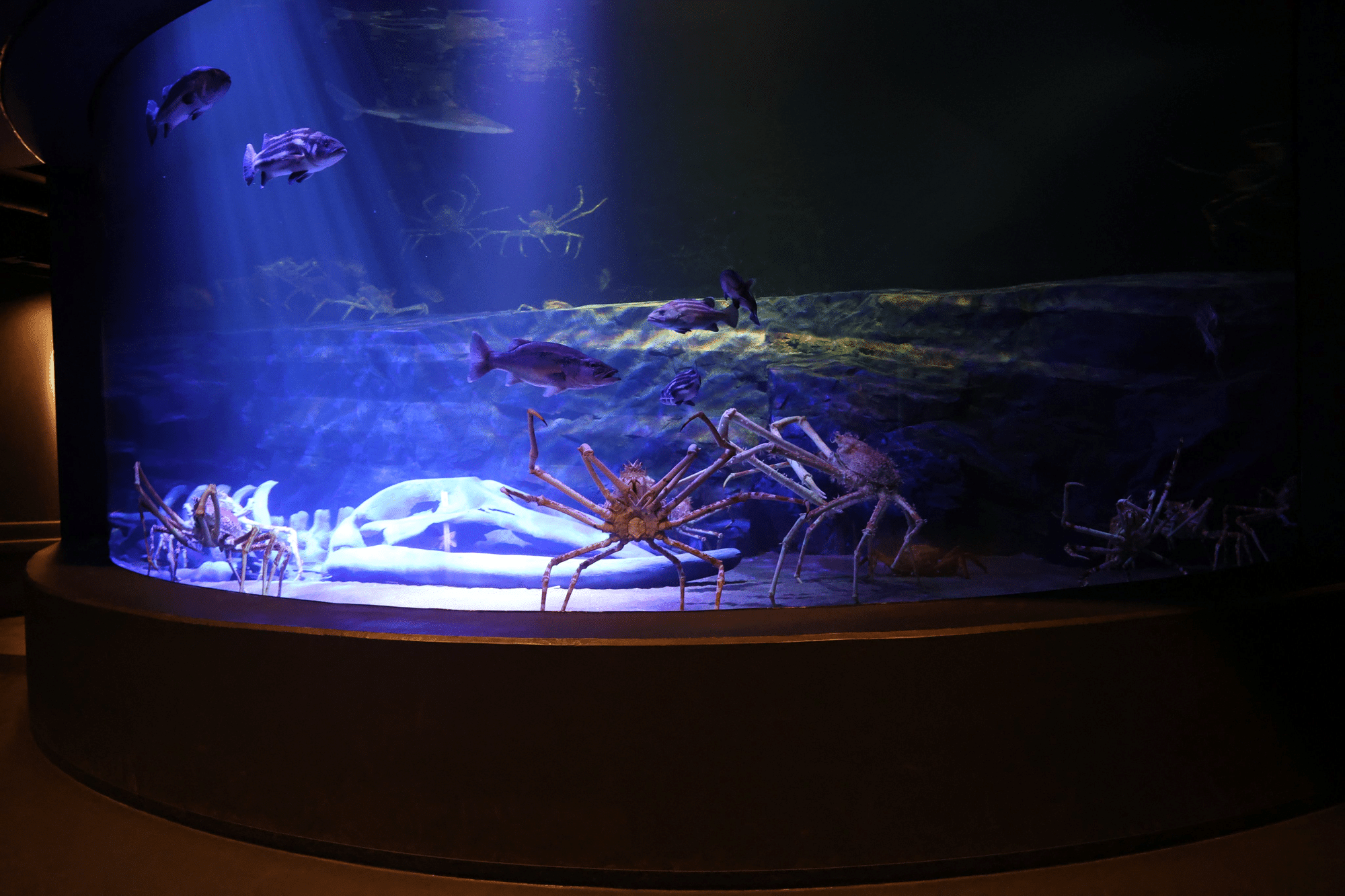 動物園水族館建築物紹介】その33 竹島水族館 深海大水槽|塩ら〜めん 動物園水族館建築物紹介】その33 竹島水族館 深海大水槽|塩ら〜めん