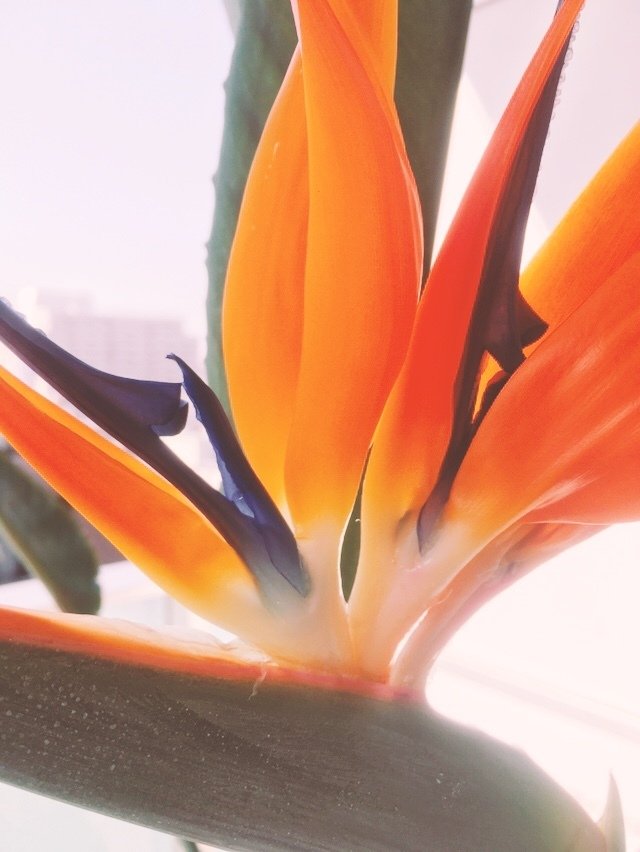 ストレリチア レギネ 〜 極楽鳥花 6｜Strelitzia