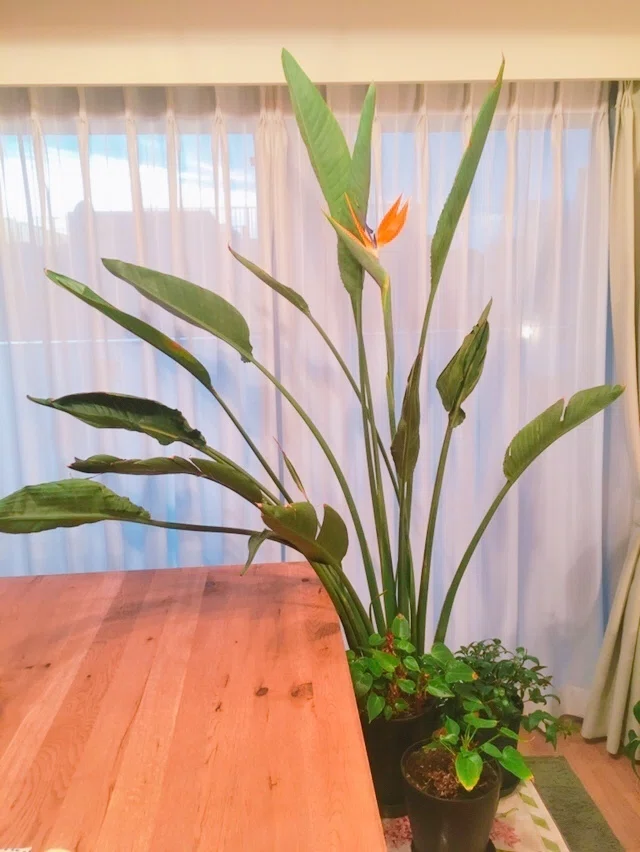 ストレリチア レギネ 〜 極楽鳥花 6｜Strelitzia