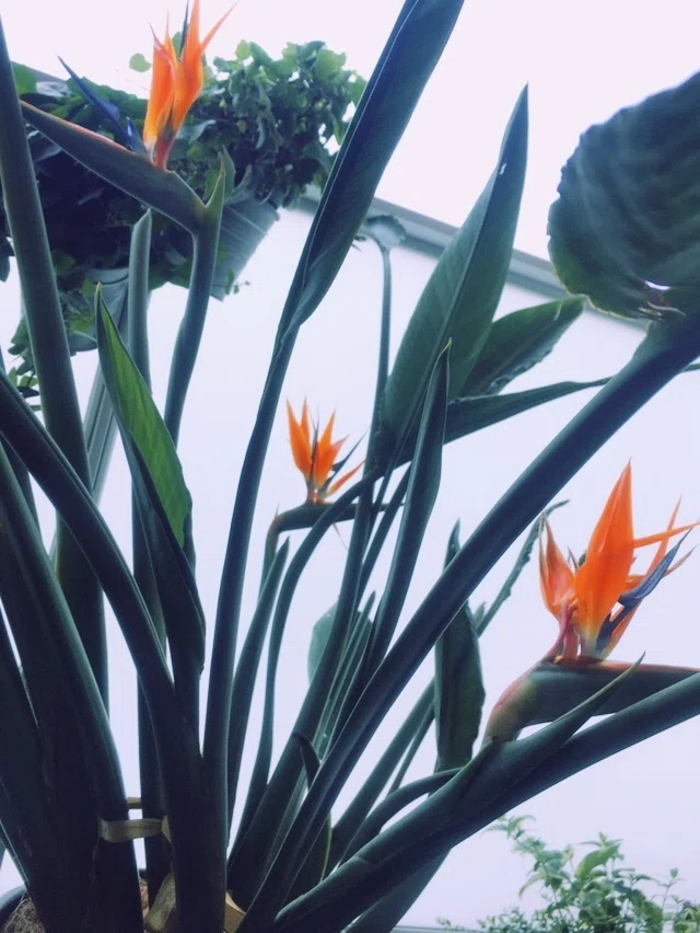 ストレリチア レギネ 〜 極楽鳥花 7｜Strelitzia