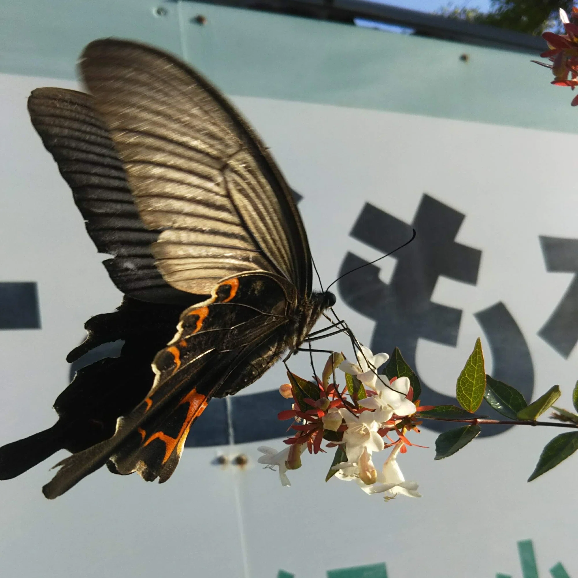 蝶と回文：アオスジアゲハ｜ぱぴりお(虫と回文)