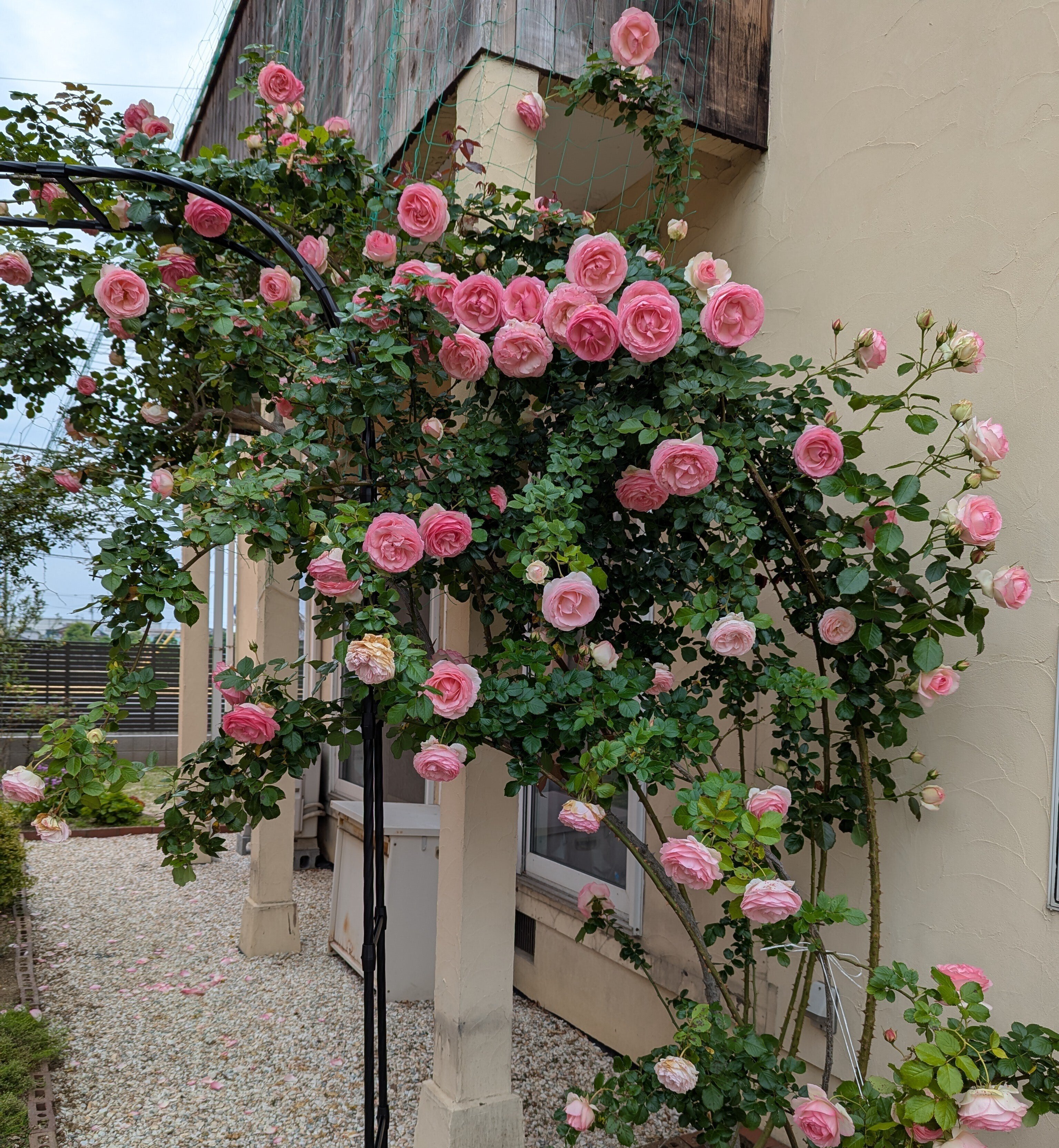 MAJを観てなぜかバラを3本名前買いしてしまった話｜Fumiko024