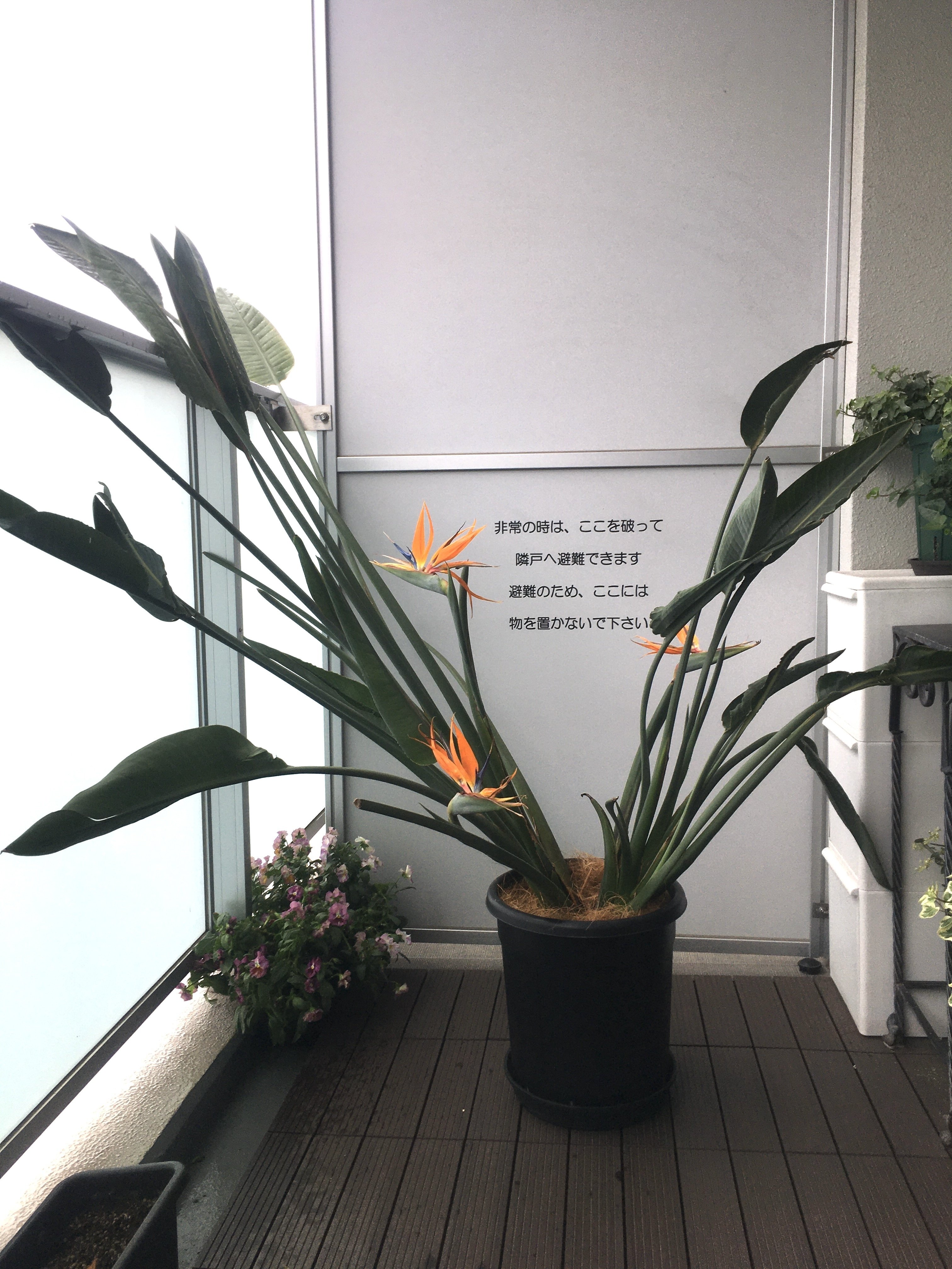 ストレリチア・レギネ　極楽鳥花　花付き 61XE5O7fjwL._UF1000,1000_QL80_.jpg