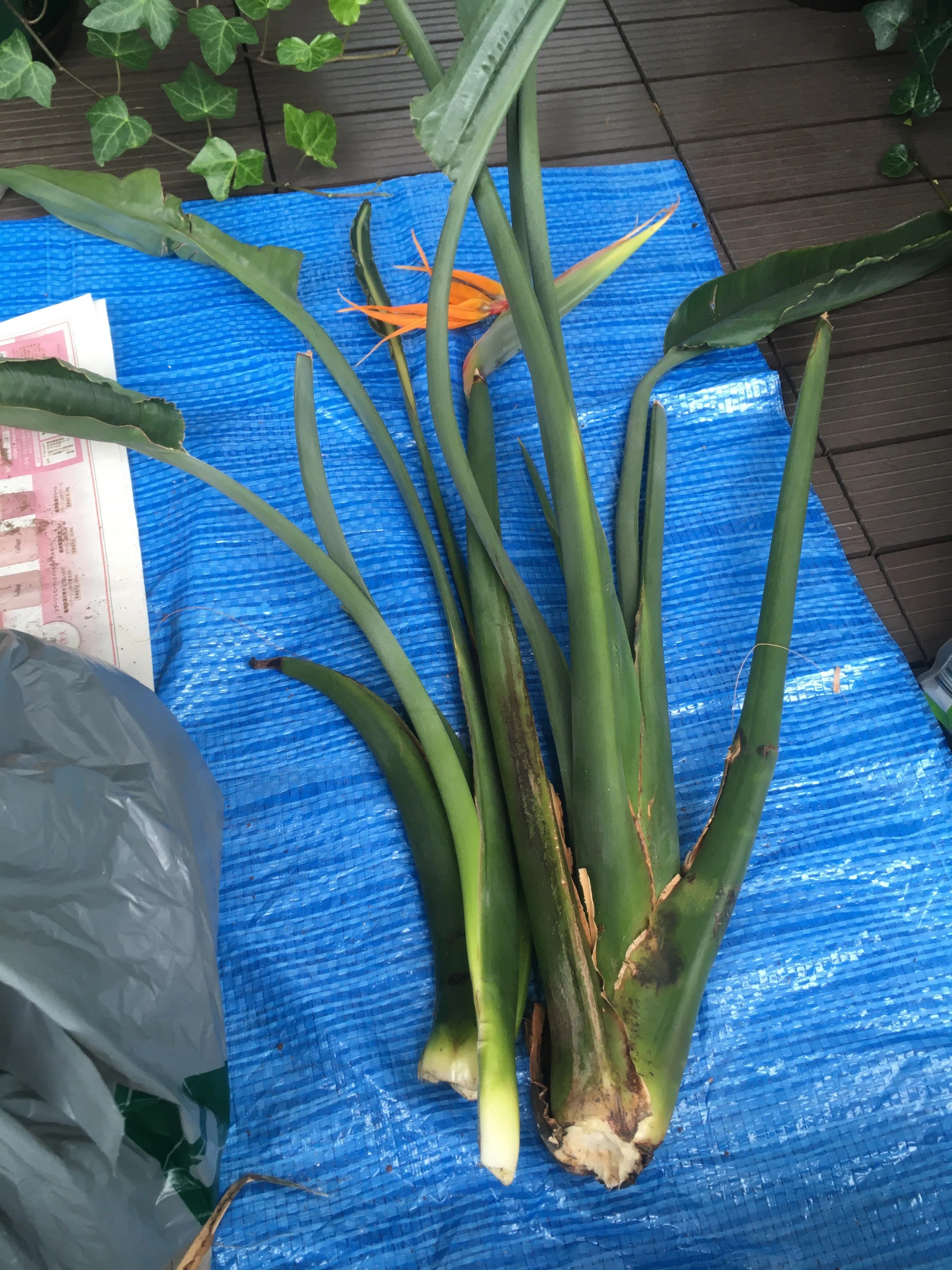 ストレリチア レギネ 〜 極楽鳥花 8｜Strelitzia