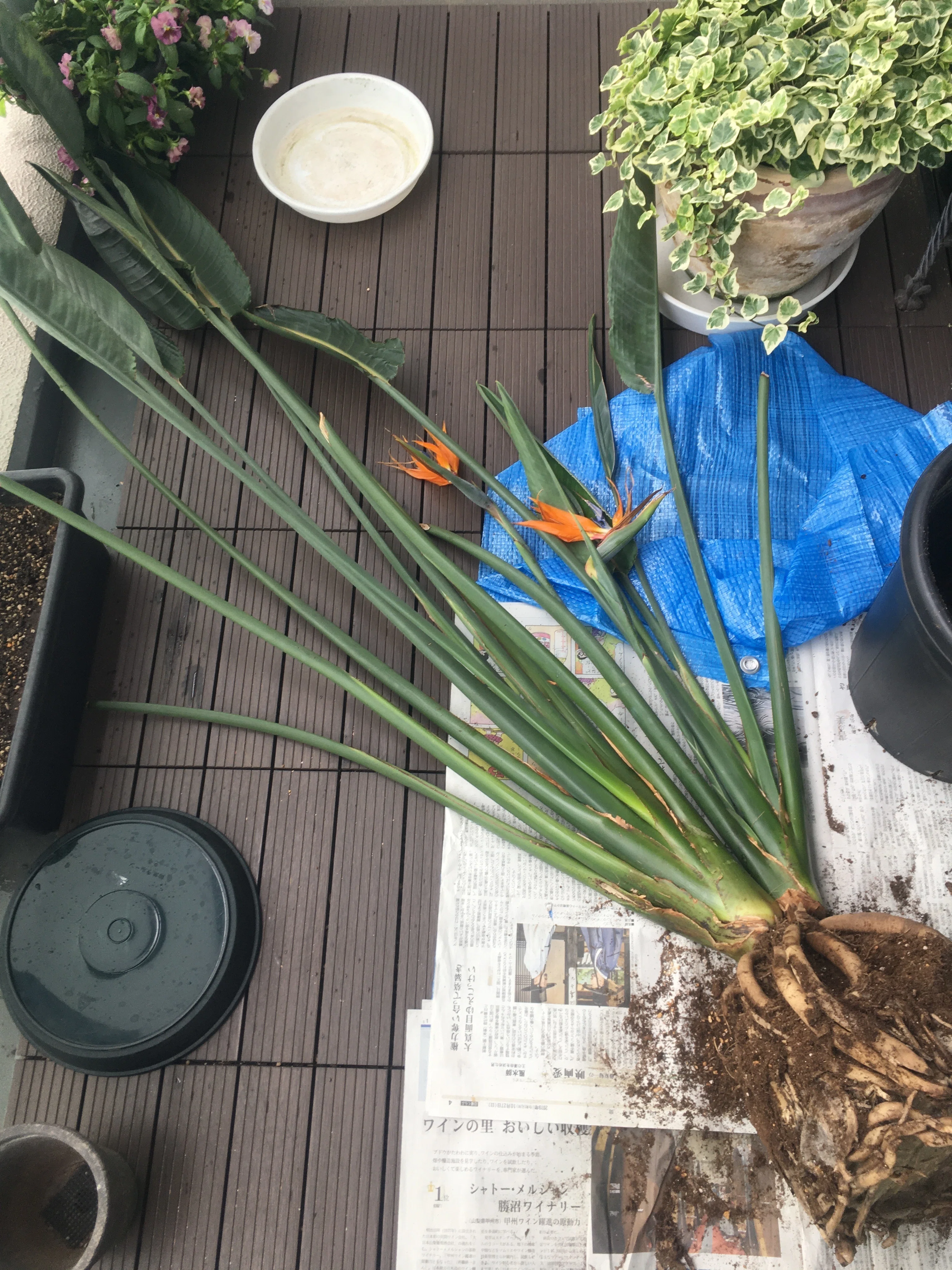 ストレリチア レギネ 〜 極楽鳥花 8｜Strelitzia
