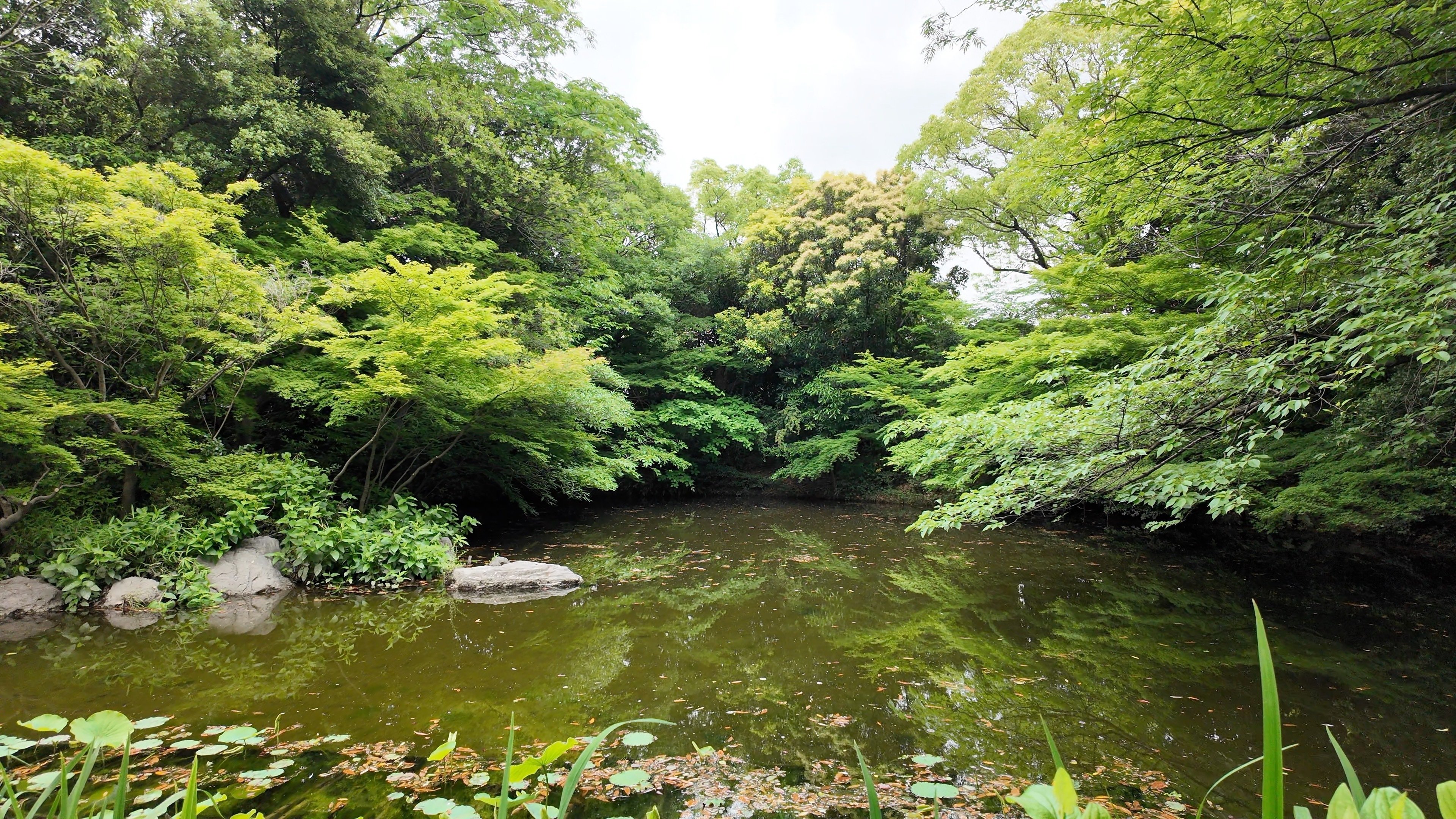 新緑きらめく白鳥庭園をそぞろ歩き｜Masami Ikawa