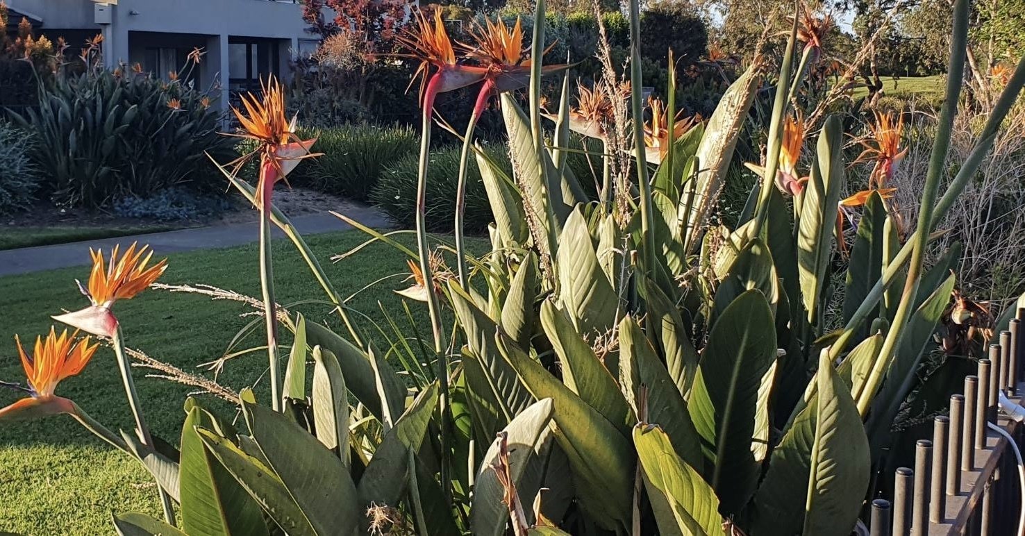 ストレリチア レギネ 〜 極楽鳥花 1｜Strelitzia
