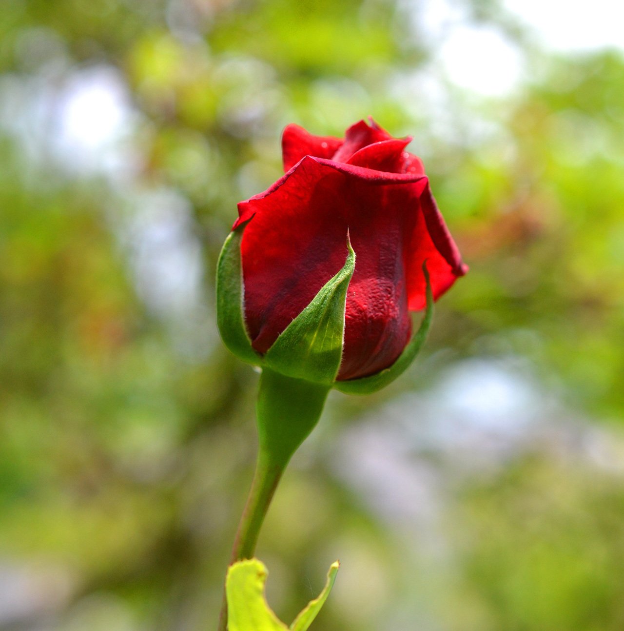 バラの花 薔薇の花 クリスタルボックス(ハート) （折り紙の薔薇の花